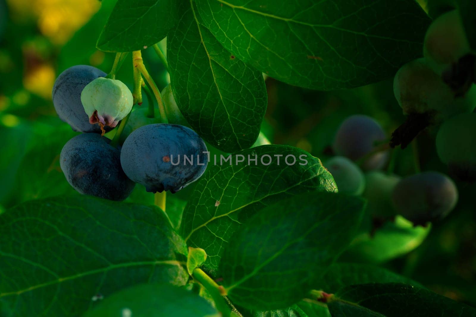Ripe blueberries (bilberry) on a blueberry bush on a nature background. High quality photo
