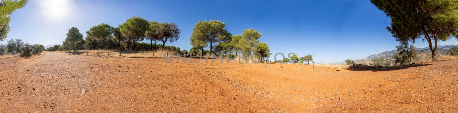 This stunning panoramic view captures a beautiful sunlit landscape with scattered trees set against a pure, unblemished blue sky, creating a truly tranquil outdoor scenery filled with vibrant nature