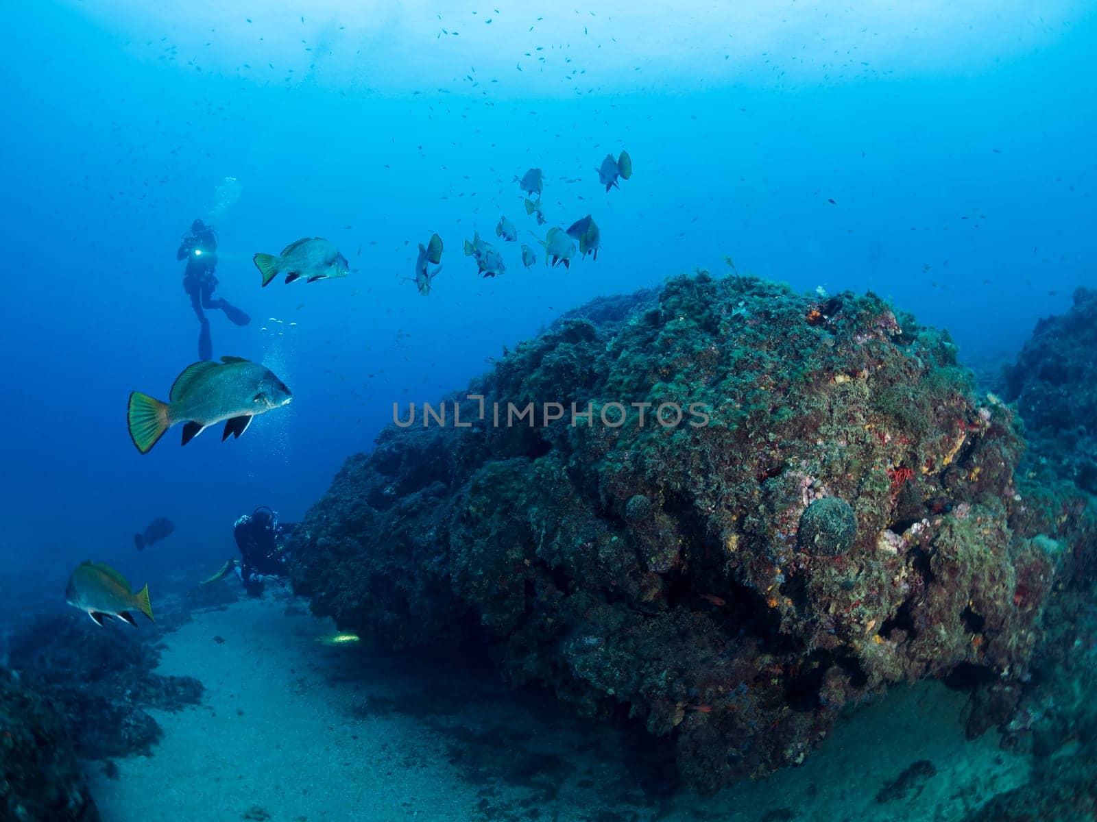 fish and divers diving around a rock covered in corals and sea sponges, concept of marine wildlife and recreational scuba diving