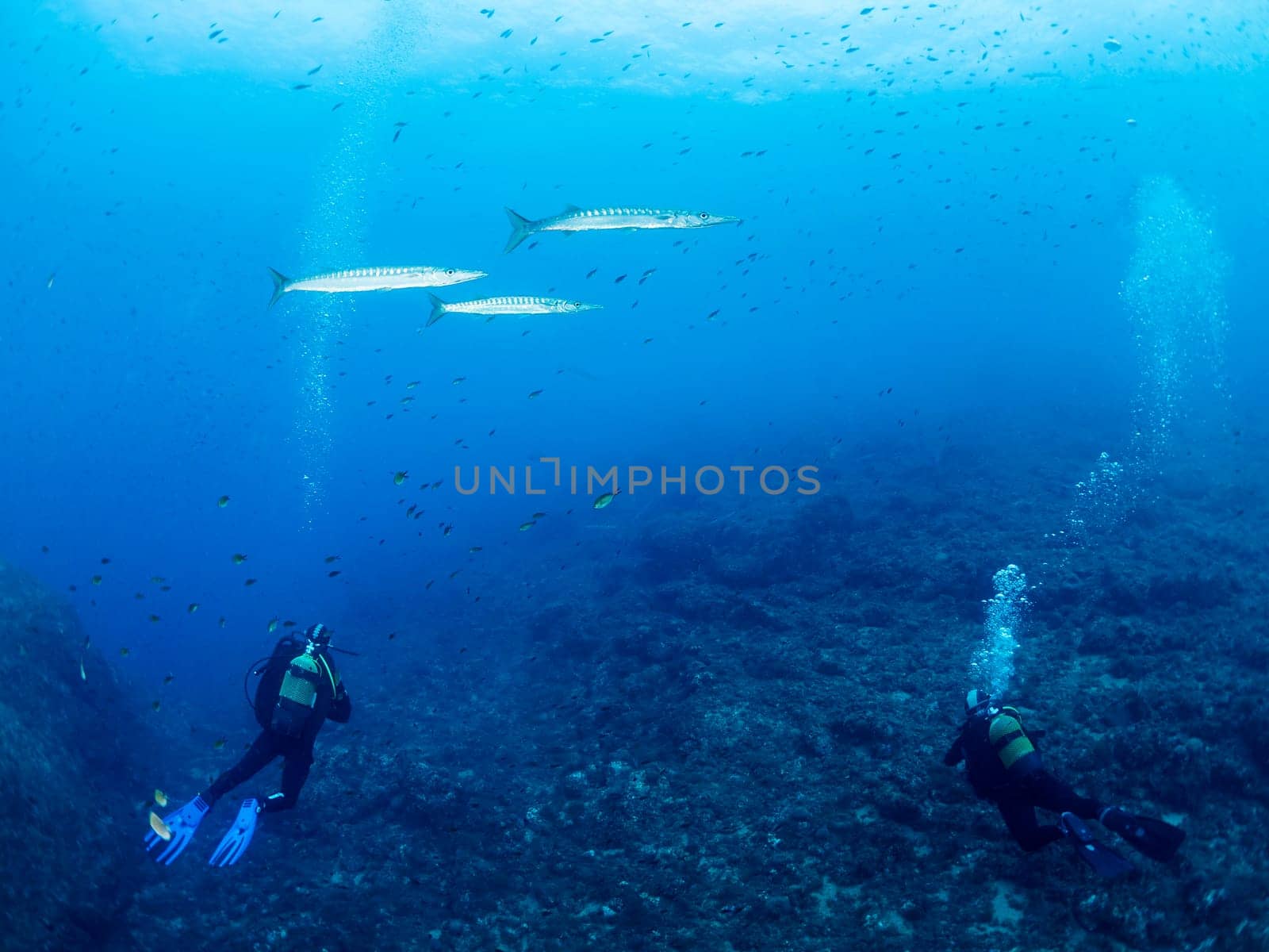 divers diving near the sea floor while barracuda fish swim above them, concept of underwater wildlife and recreational scuba diving