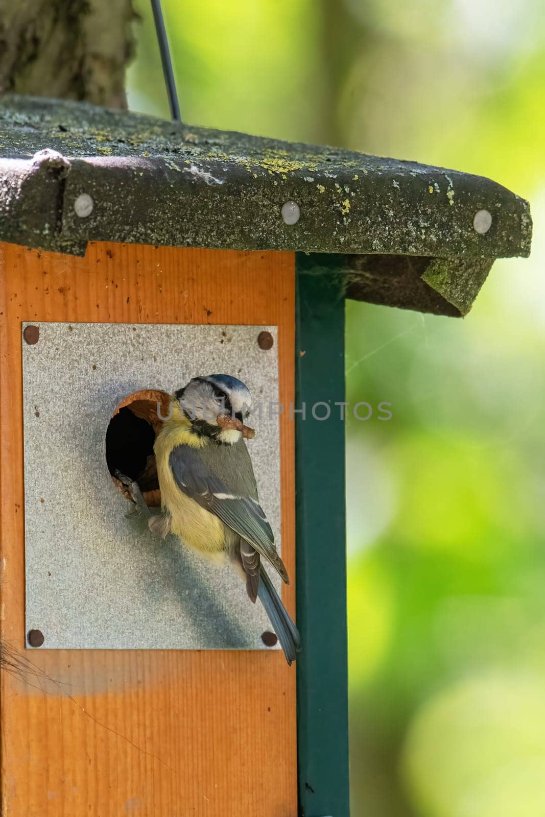 Blue tit at a nesting box with a worm in its beak
