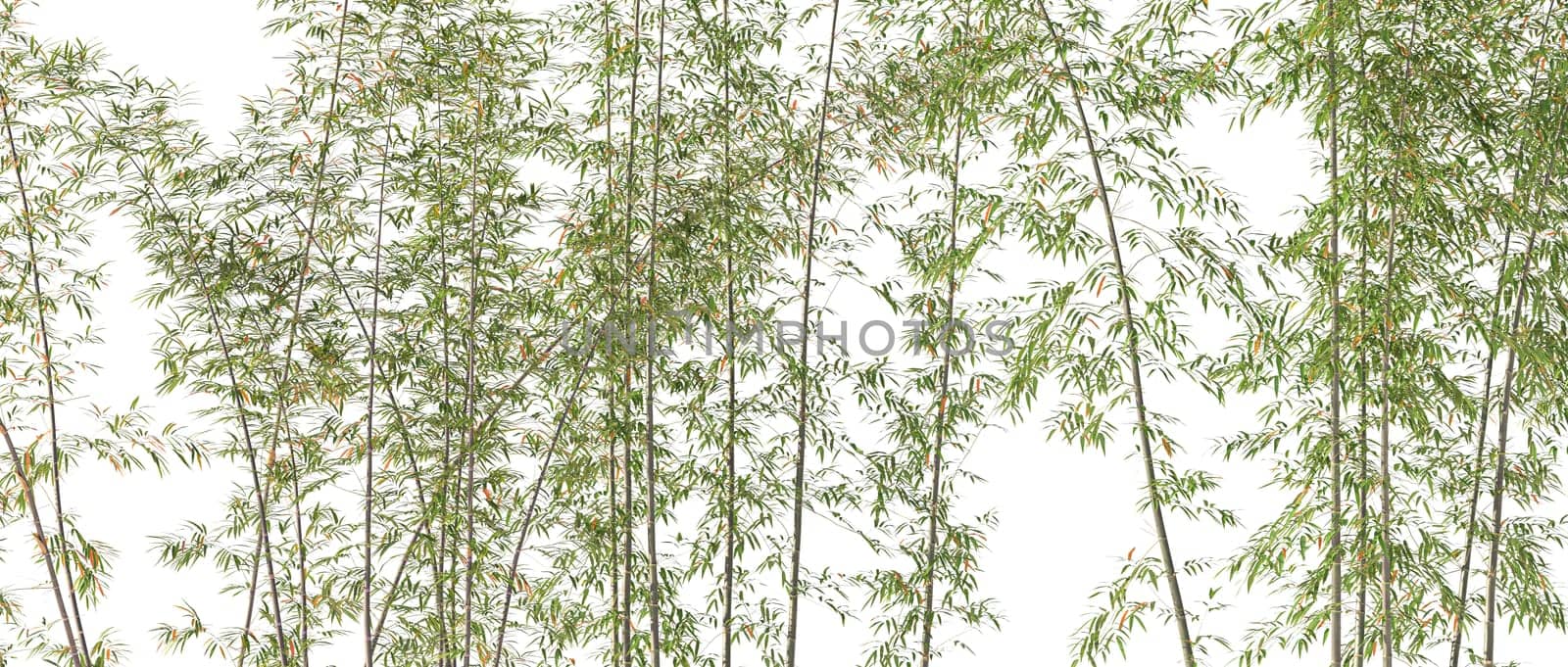 Bamboo forest with transparent background 3d