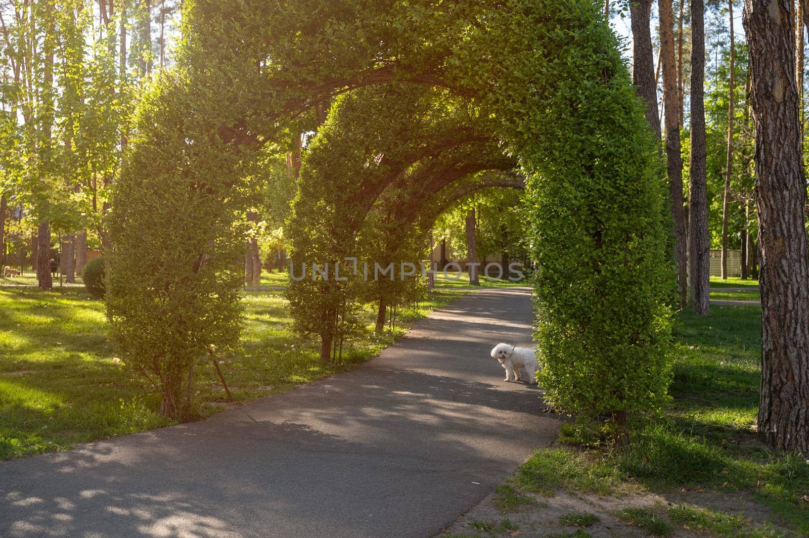 Tranquil path in the park, greenery arch and small white dog. Perfect for nature, tranquility and outdoor relaxation concept, suitable for background or scenic travel themes.
