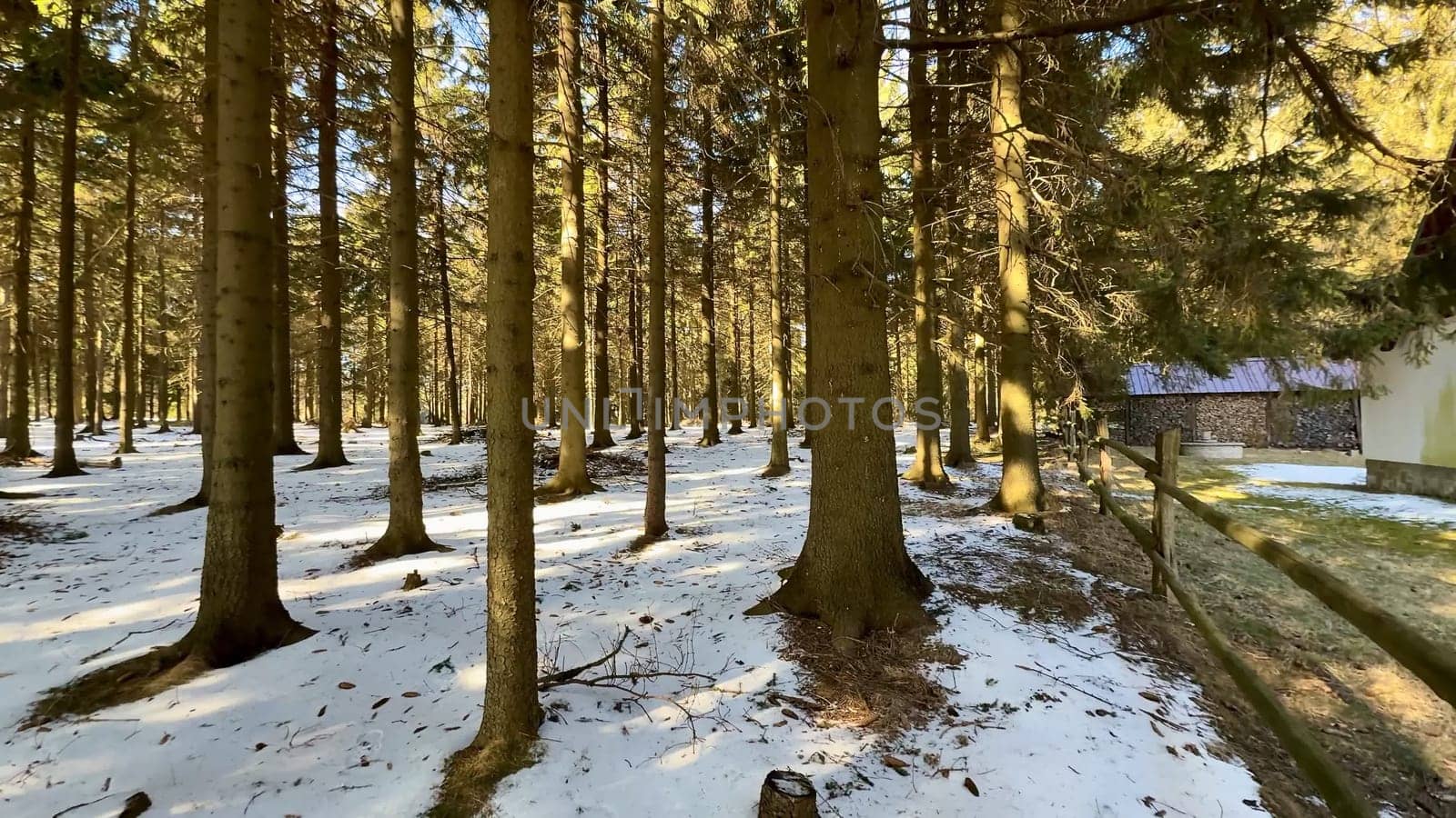A serene winter landscape showcasing sunlit pine trees adorned with a gentle light dusting of pure snow