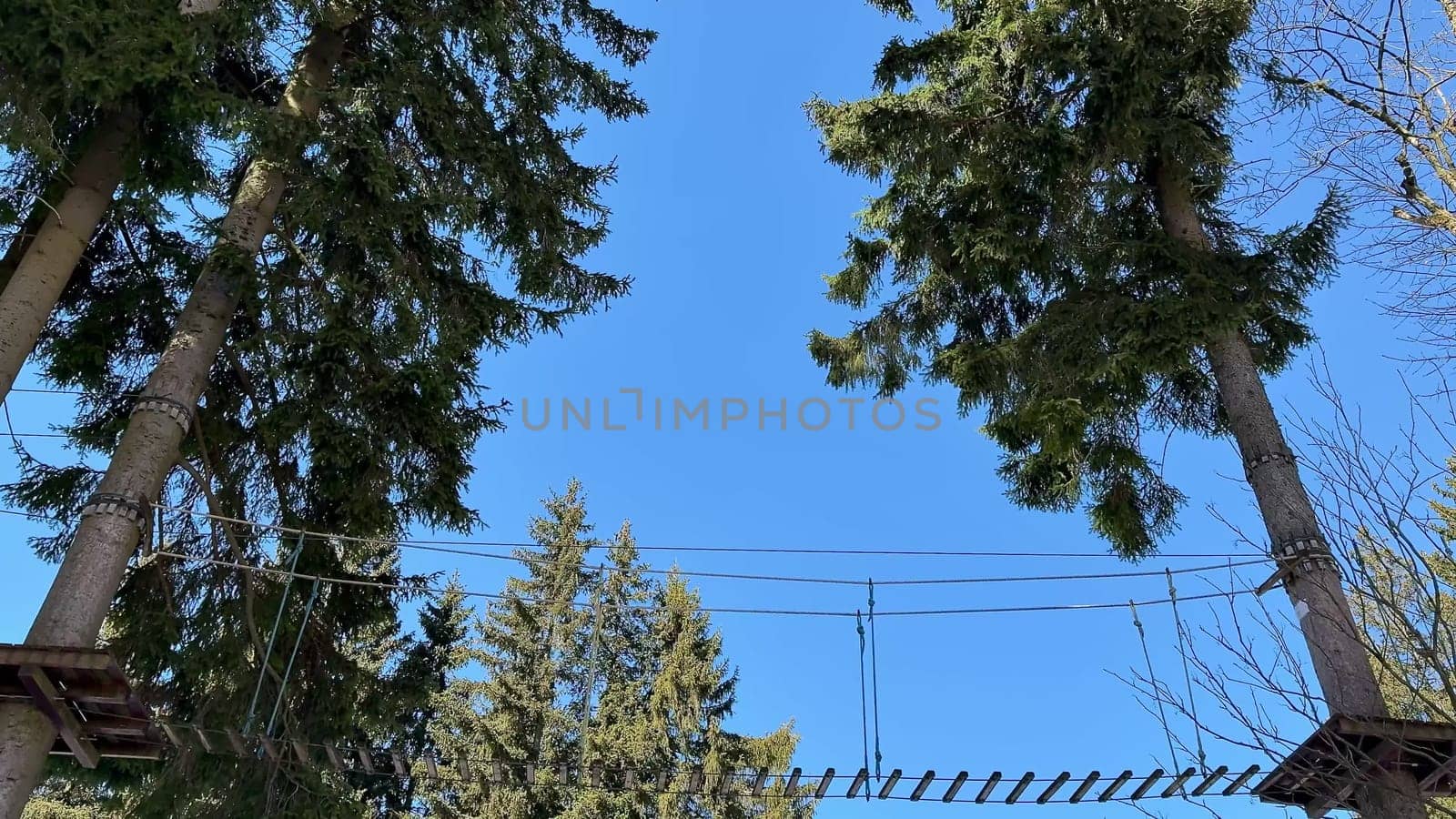 A breathtakingly scenic view of a suspended bridge elegantly connecting two towering trees beneath a bright blue sky