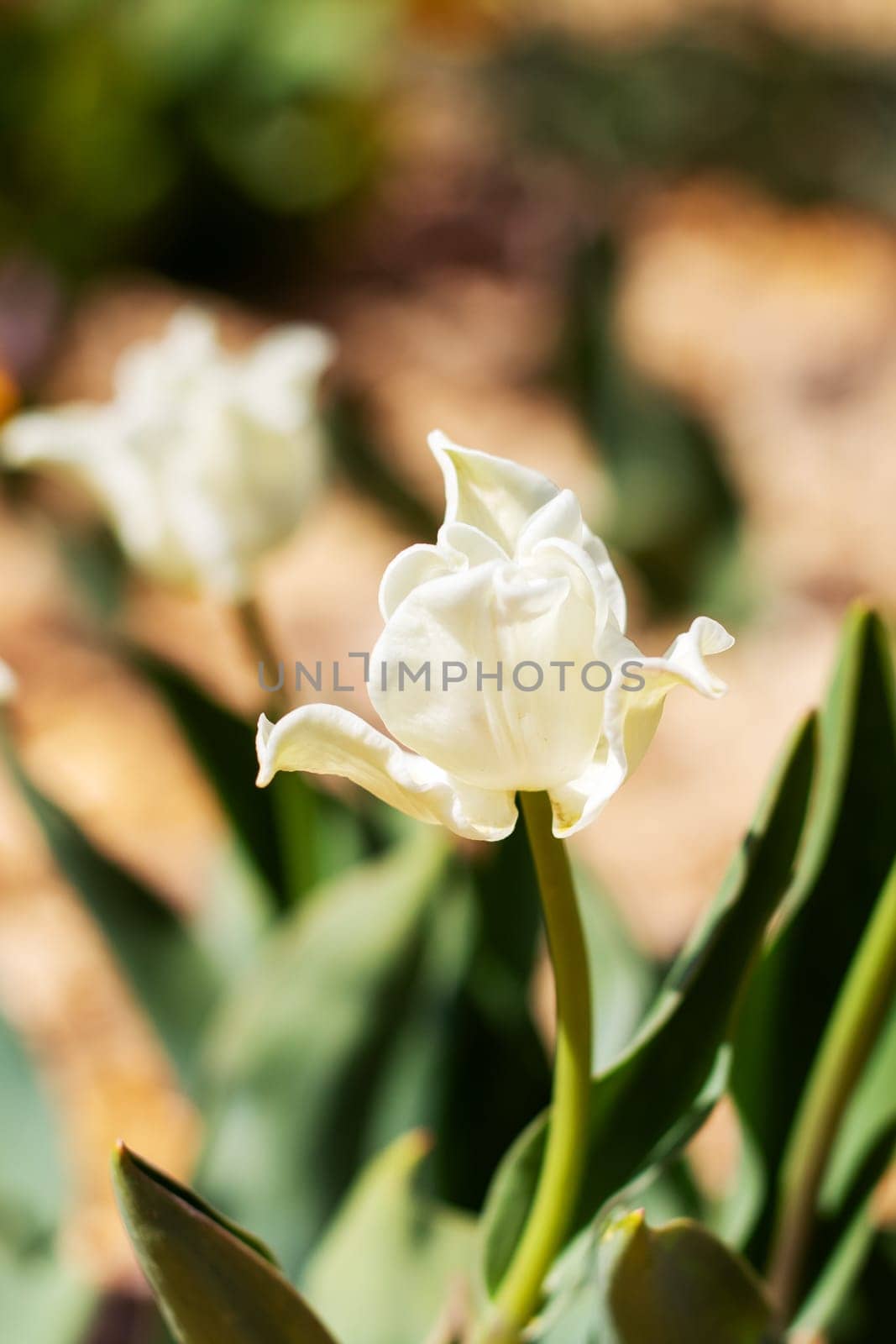 This is a detailed closeup view of a beautiful white flower that features a vibrant green stem, showcasing natures elegant design and color