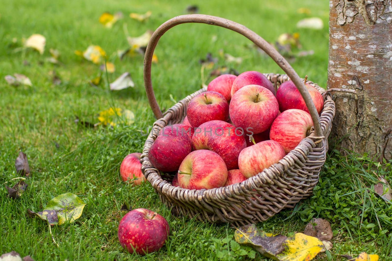 fresh apples in a basket in a garden