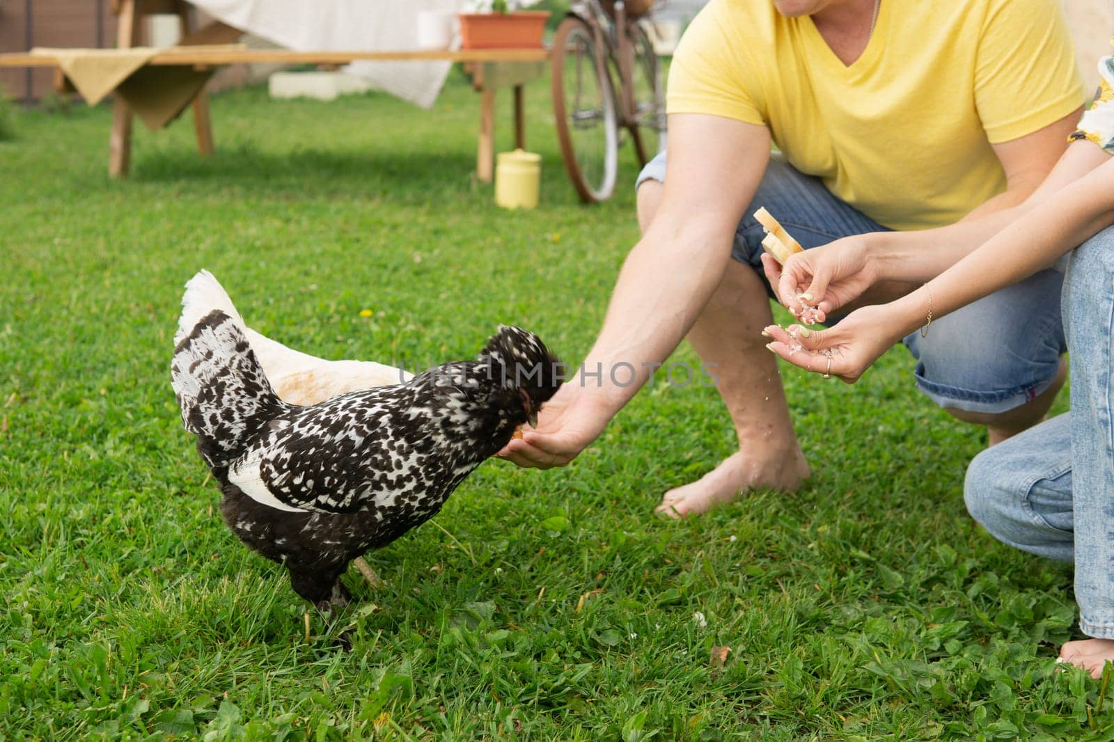 Man and a woman feeding chickens on a farm. A couple in yard on a summer day spending time together. Bird and human interaction outdoors