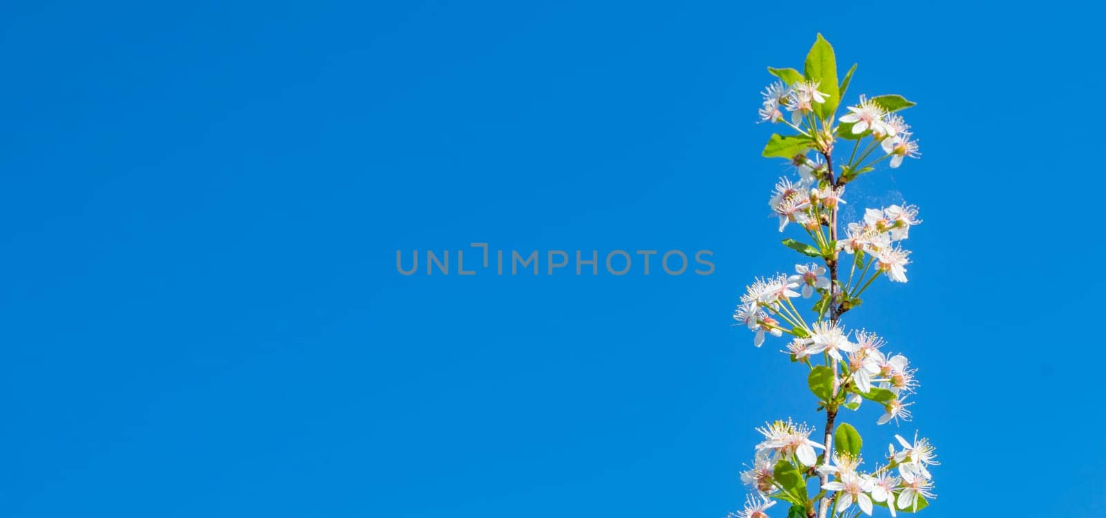 Banner with copy space on the left, a single cherry blossom branch against a blue sky background.