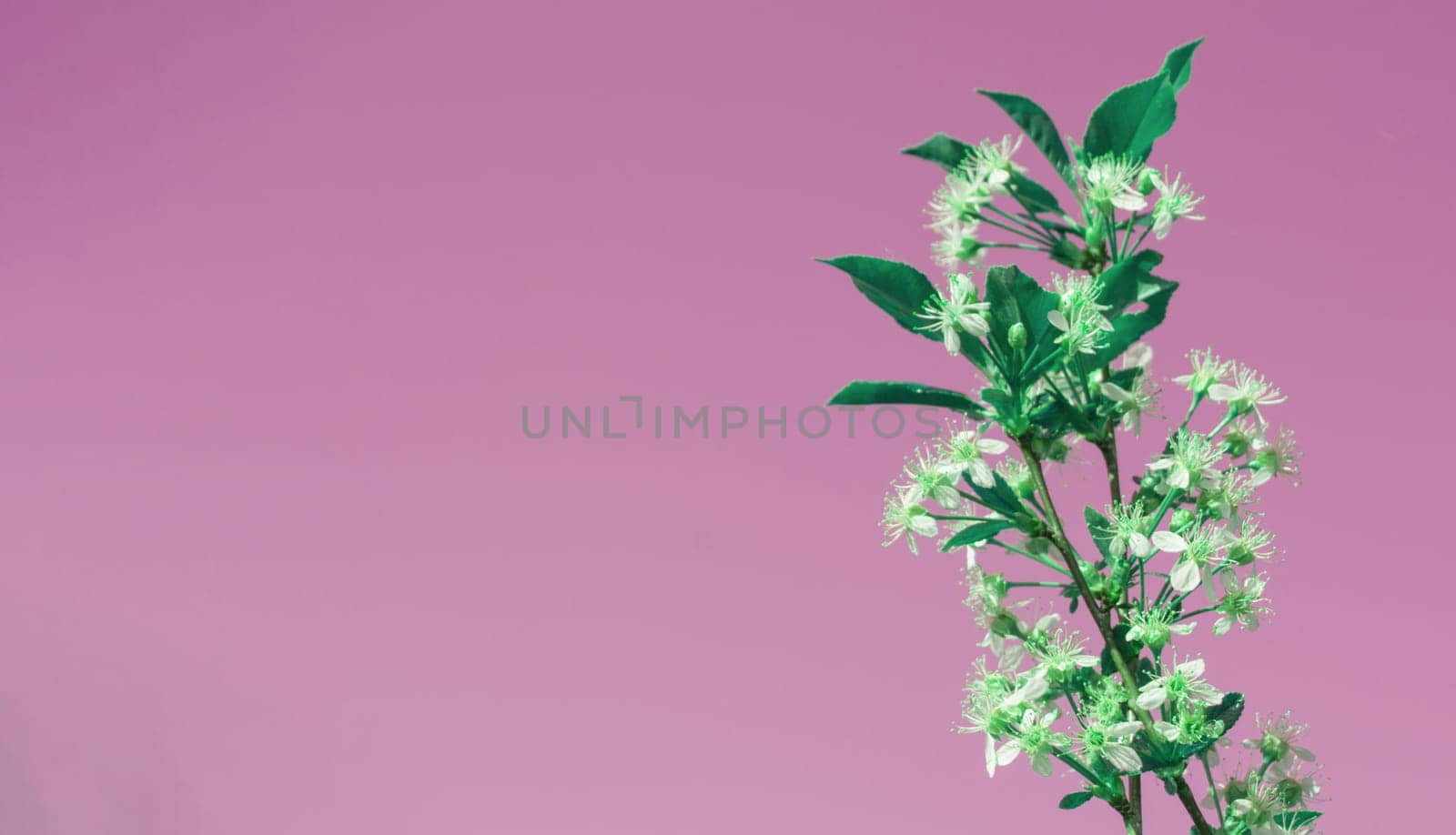 Banner with copy space on the left, one cherry blossom branch on a pink background.