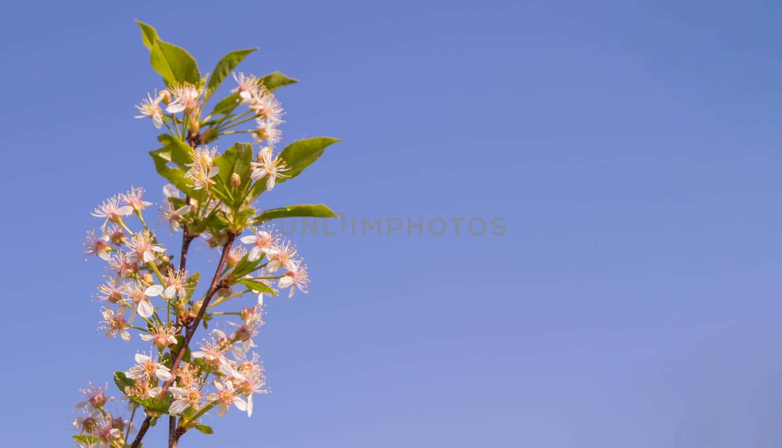 Banner with copy space to the right, a single cherry blossom branch against a blue sky background.