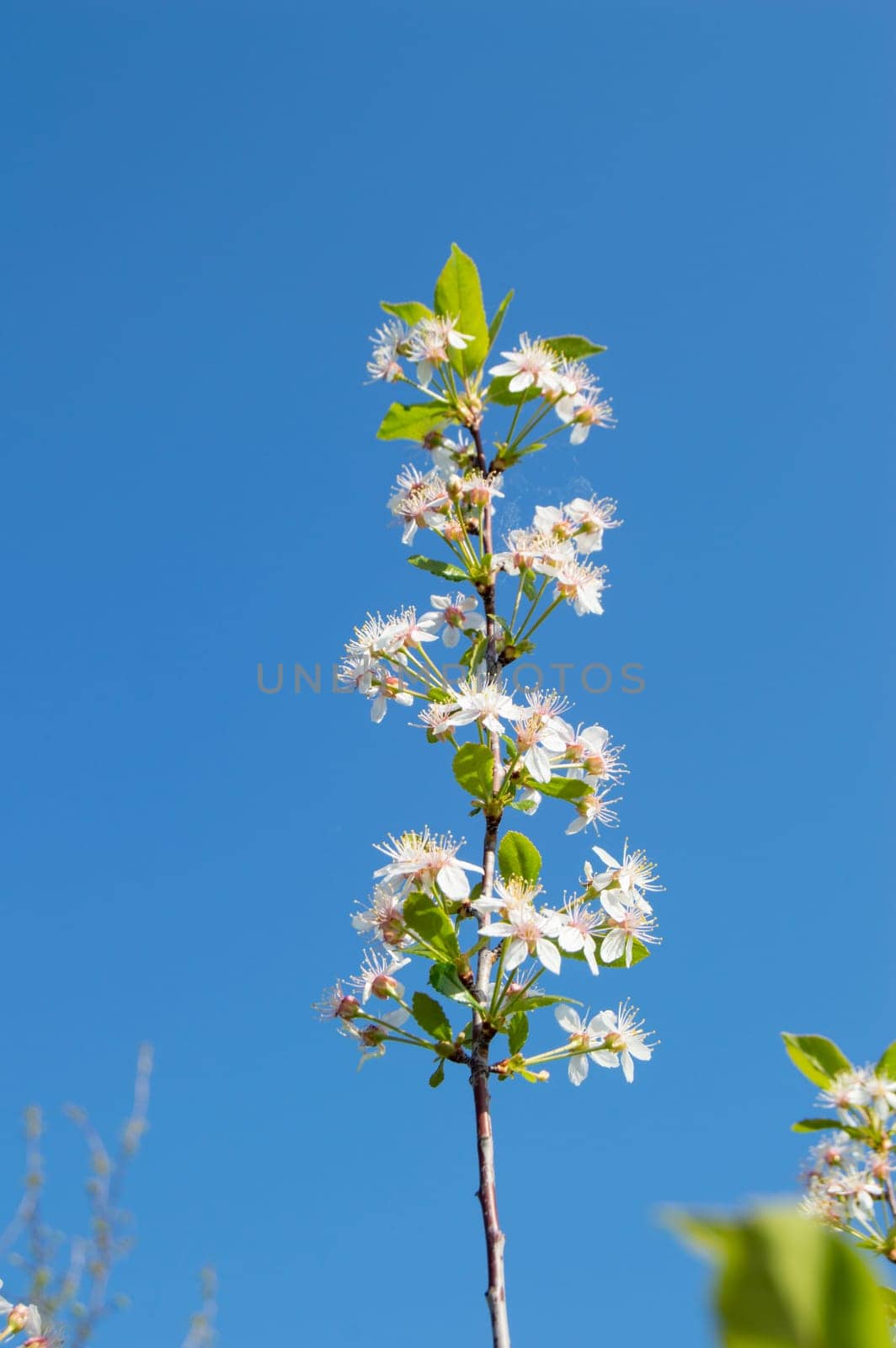 One cherry blossom branch on a blue sky background, vertical.