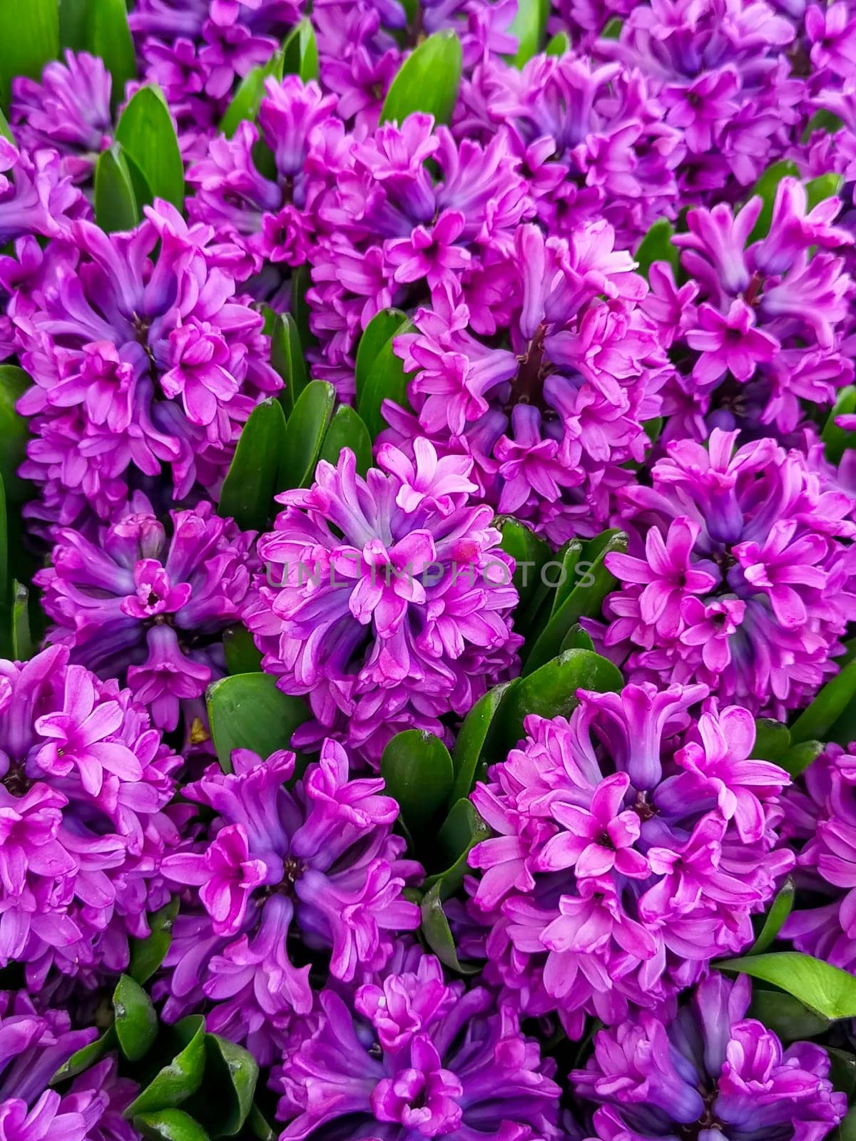 A colorful display of purple hyacinth flowers in full bloom, showcasing lush petals and fresh green leaves.