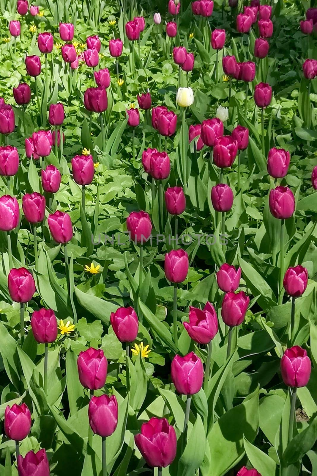 A field of vibrant pink tulips in full bloom surrounded by lush green foliage on a sunny day. Beauty and freshness of springtime nature.