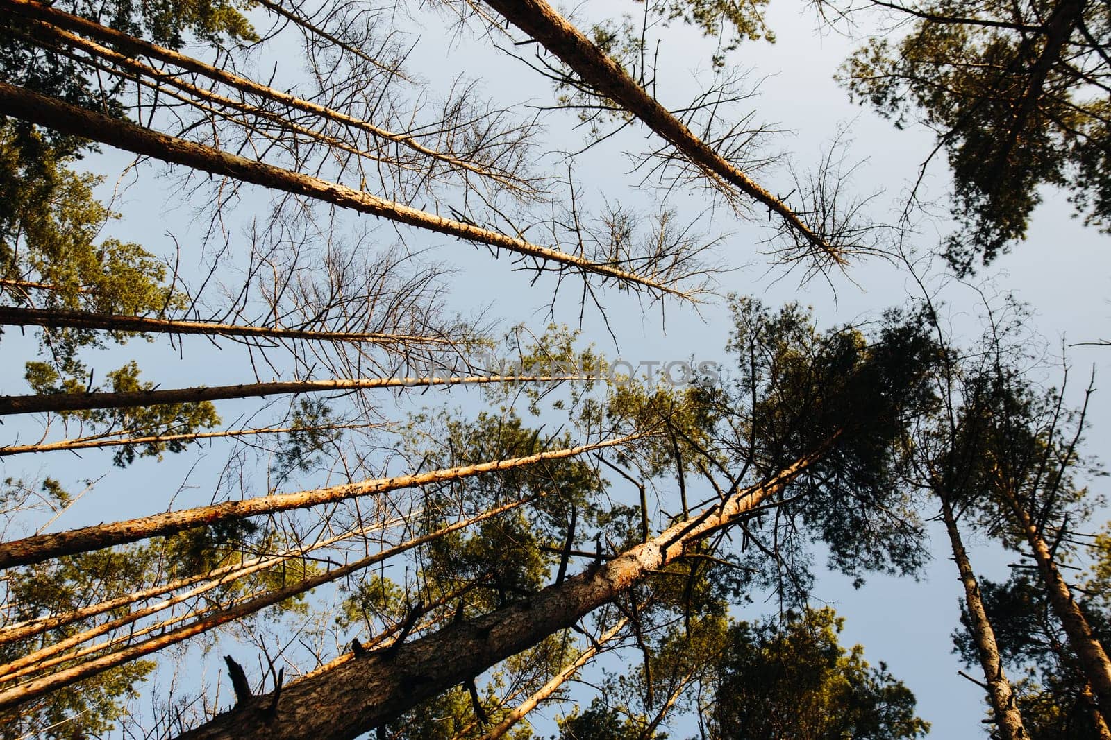 Tall Pine Trees Reaching Towards A Clear Sky in A Peaceful Forest Setting