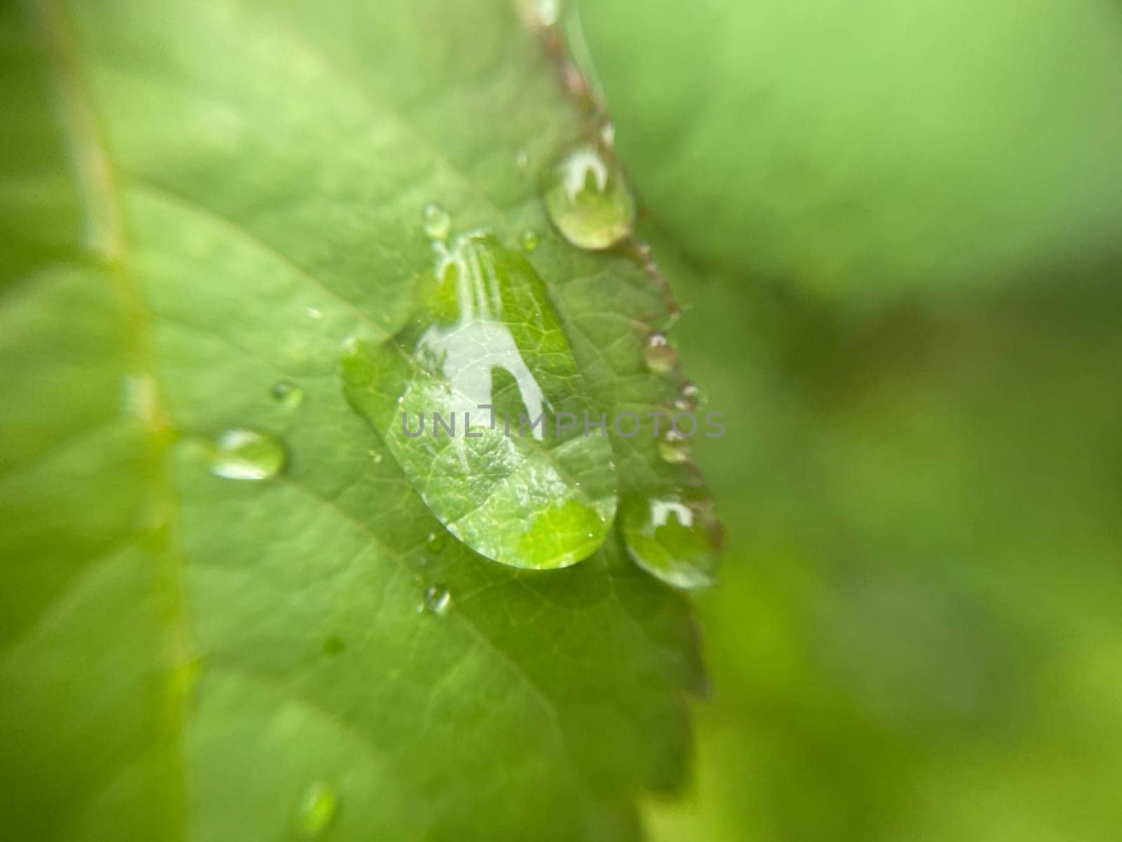 Close-up of vibrant green plant leaves covered with raindrops after a fresh rainfall. Natural texture, moisture, and lush foliage create a serene atmosphere.