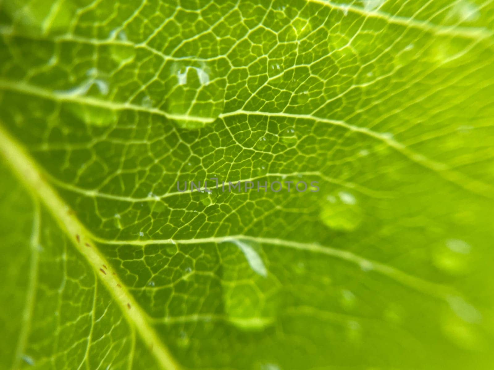 Close-up of vibrant green plant leaves covered with raindrops after a fresh rainfall. Natural texture, moisture, and lush foliage create a serene atmosphere.