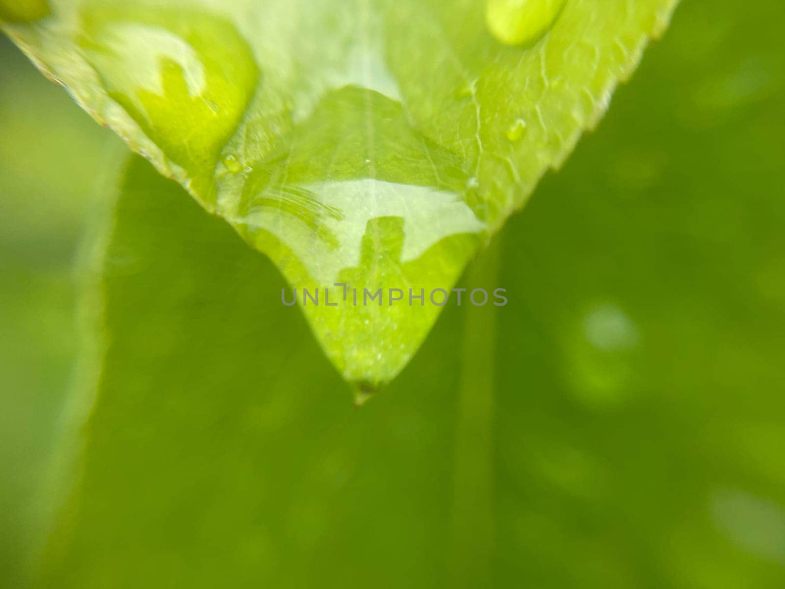 Close-up of vibrant green plant leaves covered with raindrops after a fresh rainfall. Natural texture, moisture, and lush foliage create a serene atmosphere.