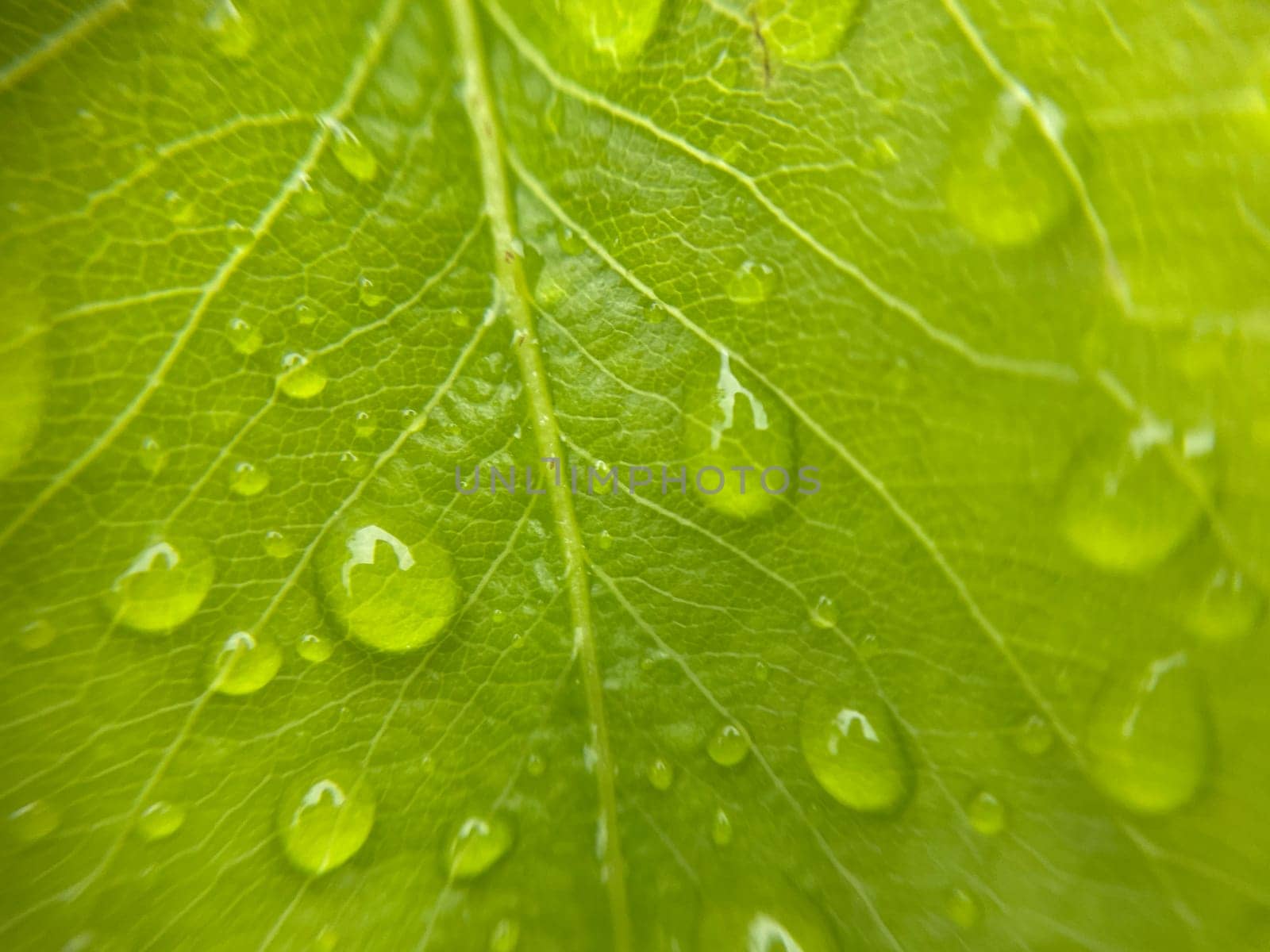 Close-up of vibrant green plant leaves covered with raindrops after a fresh rainfall. Natural texture, moisture, and lush foliage create a serene atmosphere.