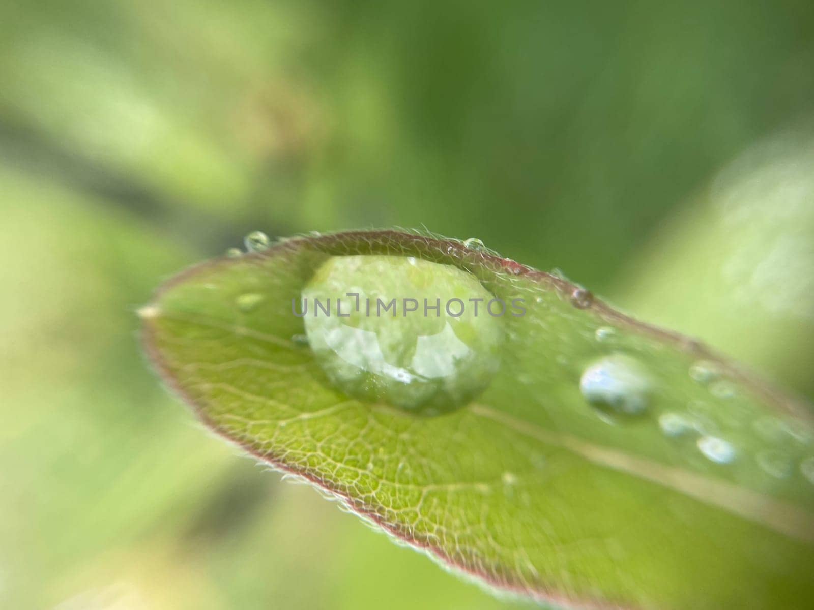 Close-up of vibrant green plant leaves covered with raindrops after a fresh rainfall. Natural texture, moisture, and lush foliage create a serene atmosphere.