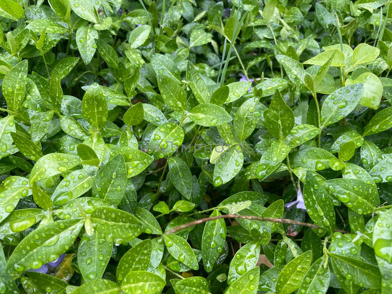 Close-up of vibrant green plant leaves covered with raindrops after a fresh rainfall. Natural texture, moisture, and lush foliage create a serene atmosphere.
