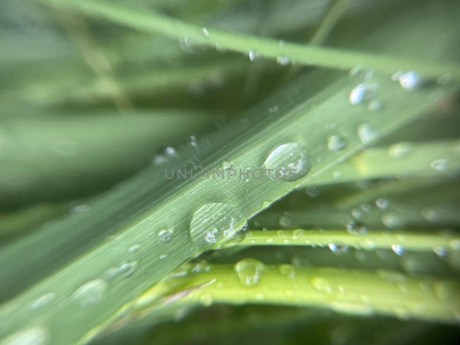 Close-up of vibrant green plant leaves covered with raindrops after a fresh rainfall. Natural texture, moisture, and lush foliage create a serene atmosphere.
