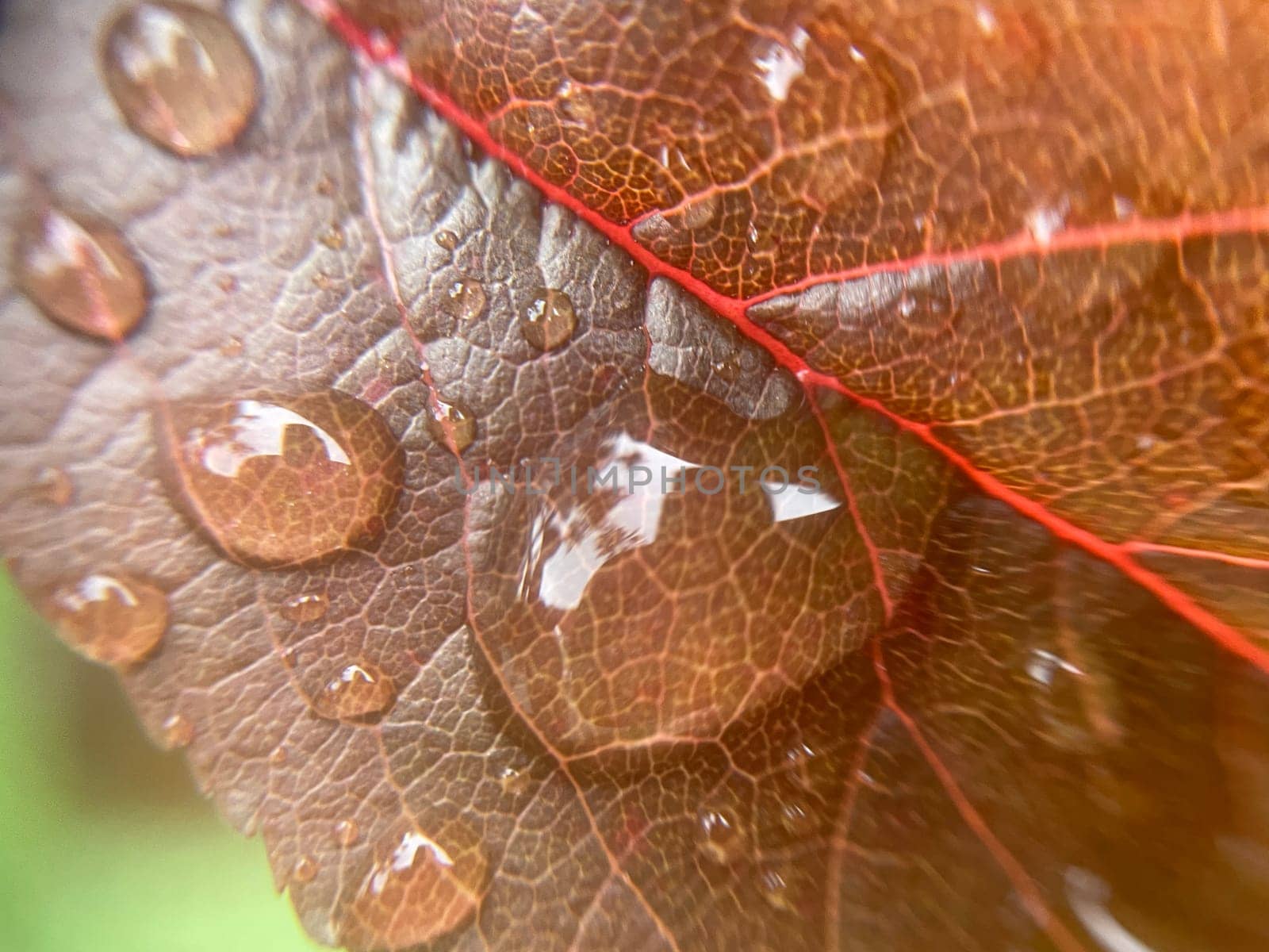 Close-up of vibrant green plant leaves covered with raindrops after a fresh rainfall. Natural texture, moisture, and lush foliage create a serene atmosphere.