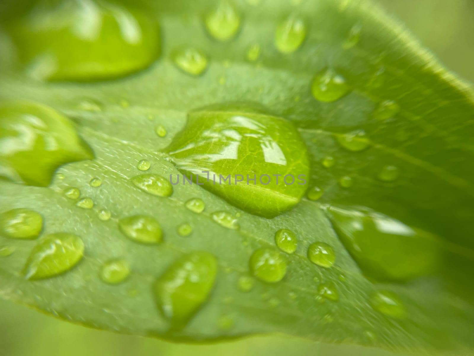 Close-up of vibrant green plant leaves covered with raindrops after a fresh rainfall. Natural texture, moisture, and lush foliage create a serene atmosphere.