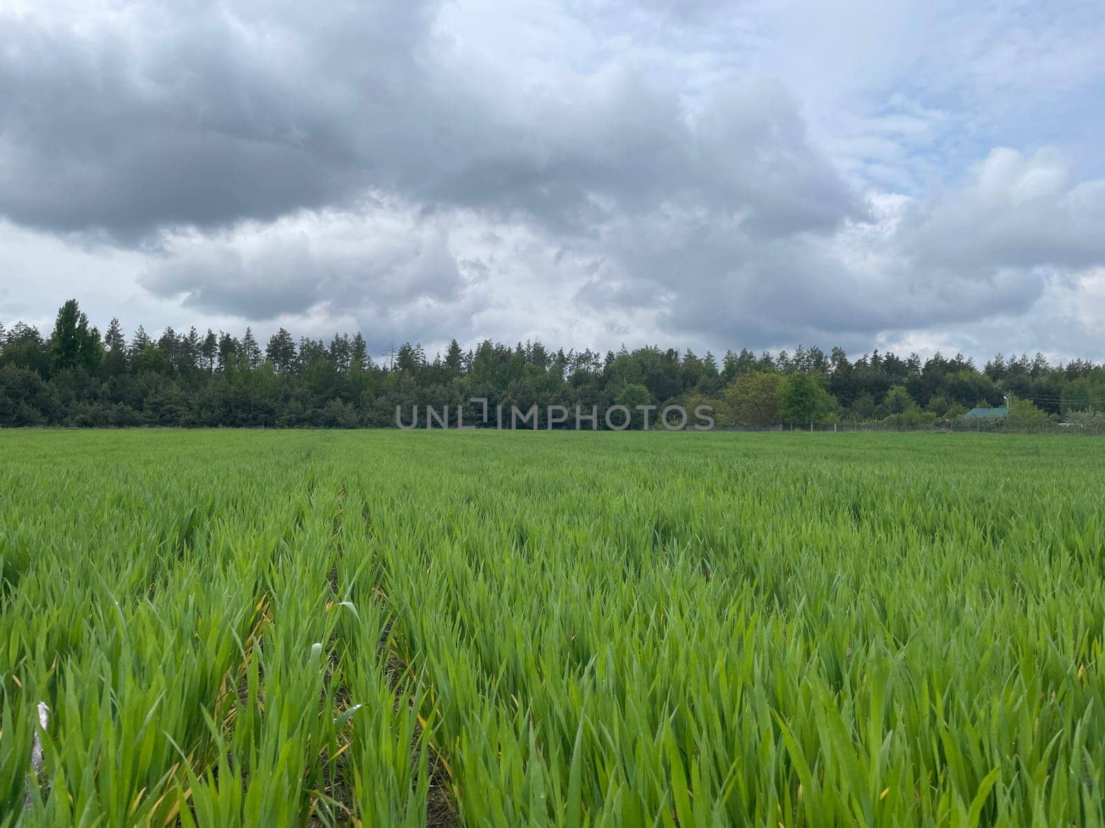 Wide green grass field stretching into the distance under a clear blue sky.