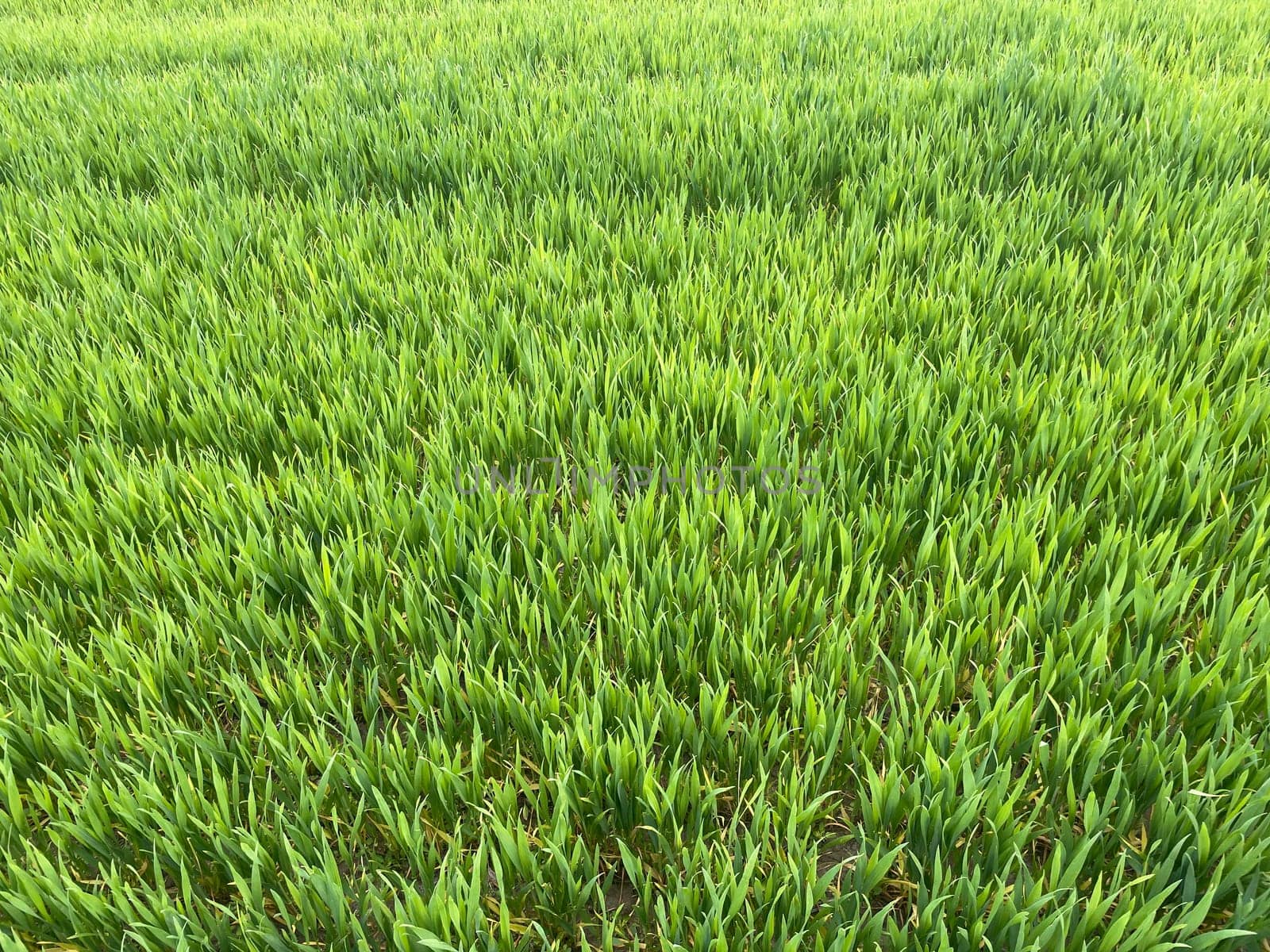 Wide green grass field stretching into the distance under a clear blue sky.