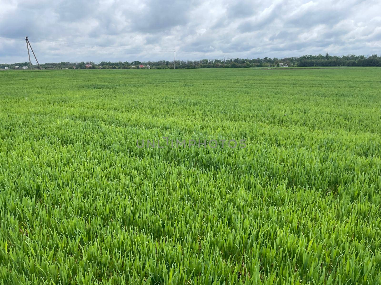 Wide green grass field stretching into the distance under a clear blue sky.