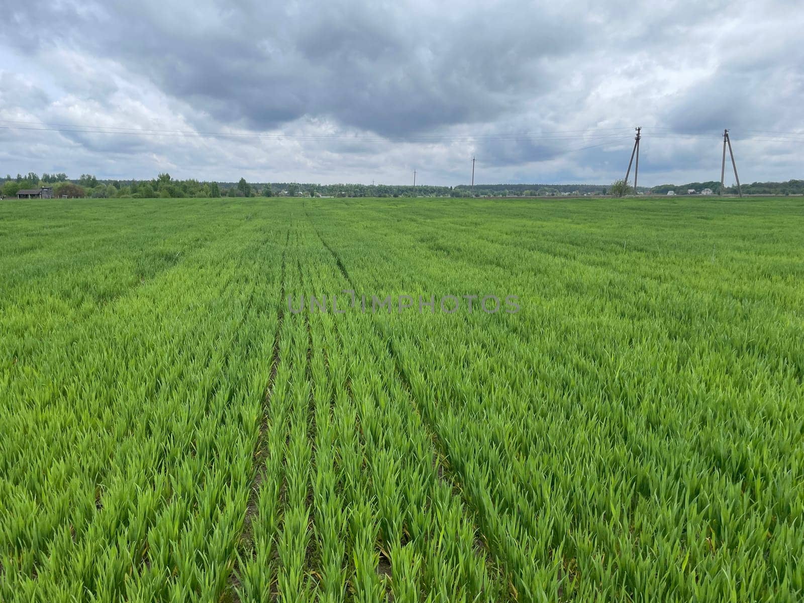 Wide green grass field stretching into the distance under a clear blue sky.