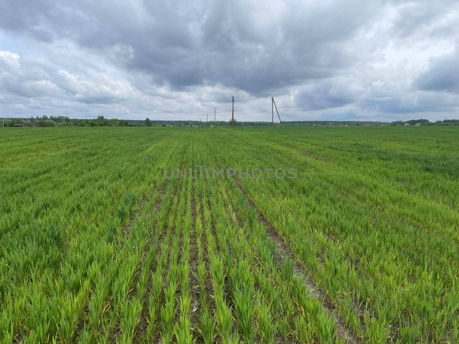 Wide green grass field stretching into the distance under a clear blue sky.