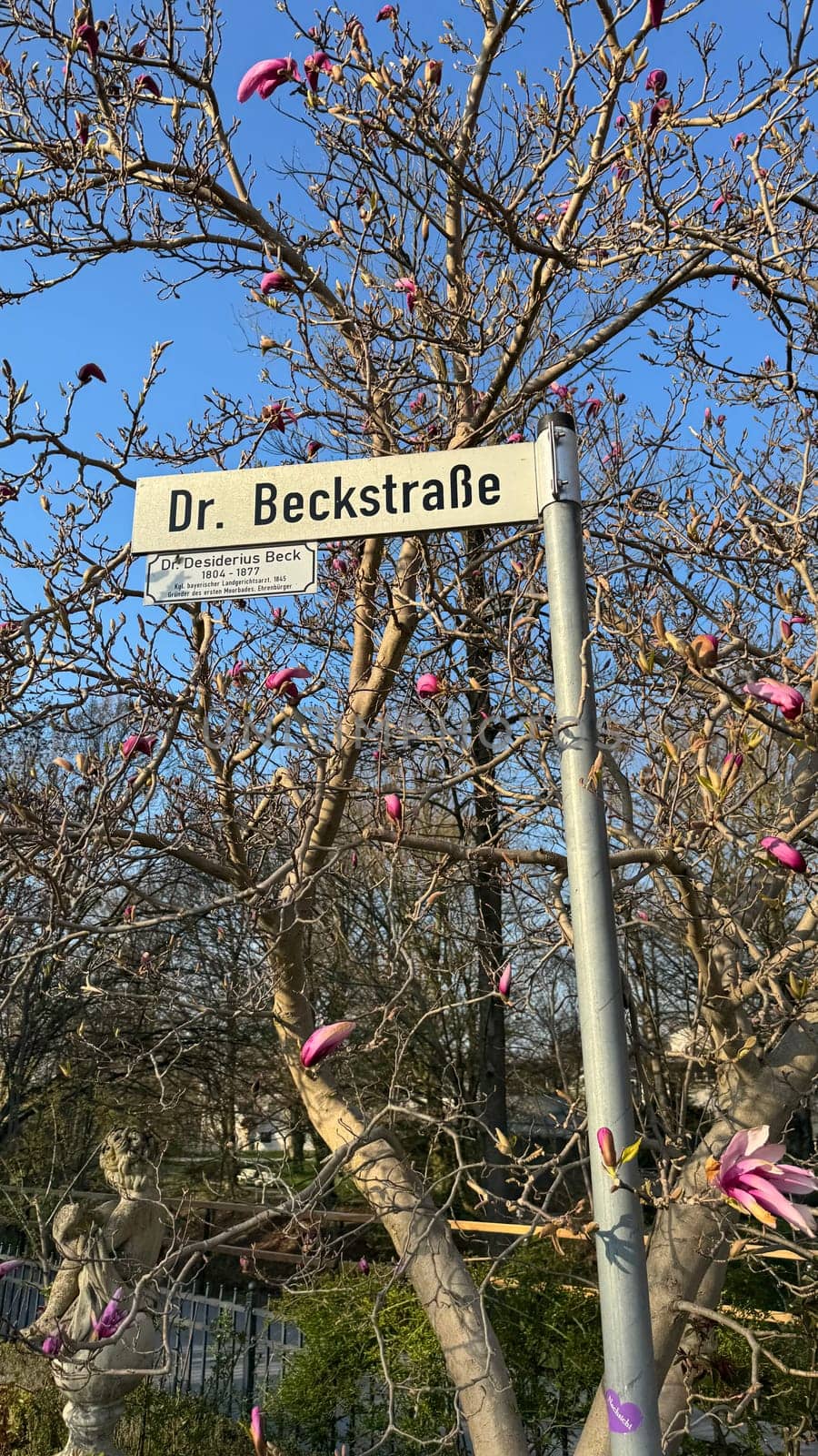 Bad Aibling, Germany - April 24, 2025: Dr. Beckstrae street sign surrounded by blooming magnolia tree branches in a peaceful urban environment
