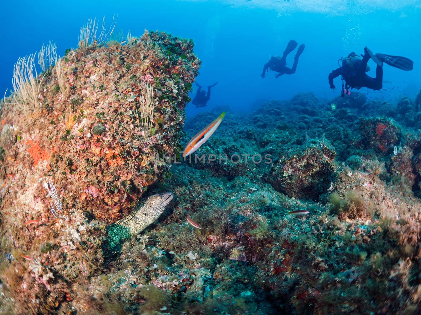 moray fish observes from its hiding place a group of three divers who dive along the bottom of the sea, concept of underwater wildlife and recreational scuba diving