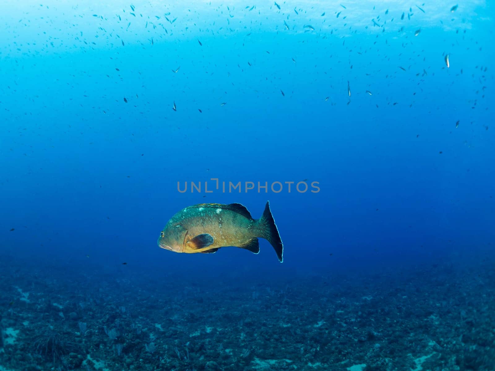 grouper fish swimming through the crystal clear sea water, concept of underwater wildlife and marine biodiversity