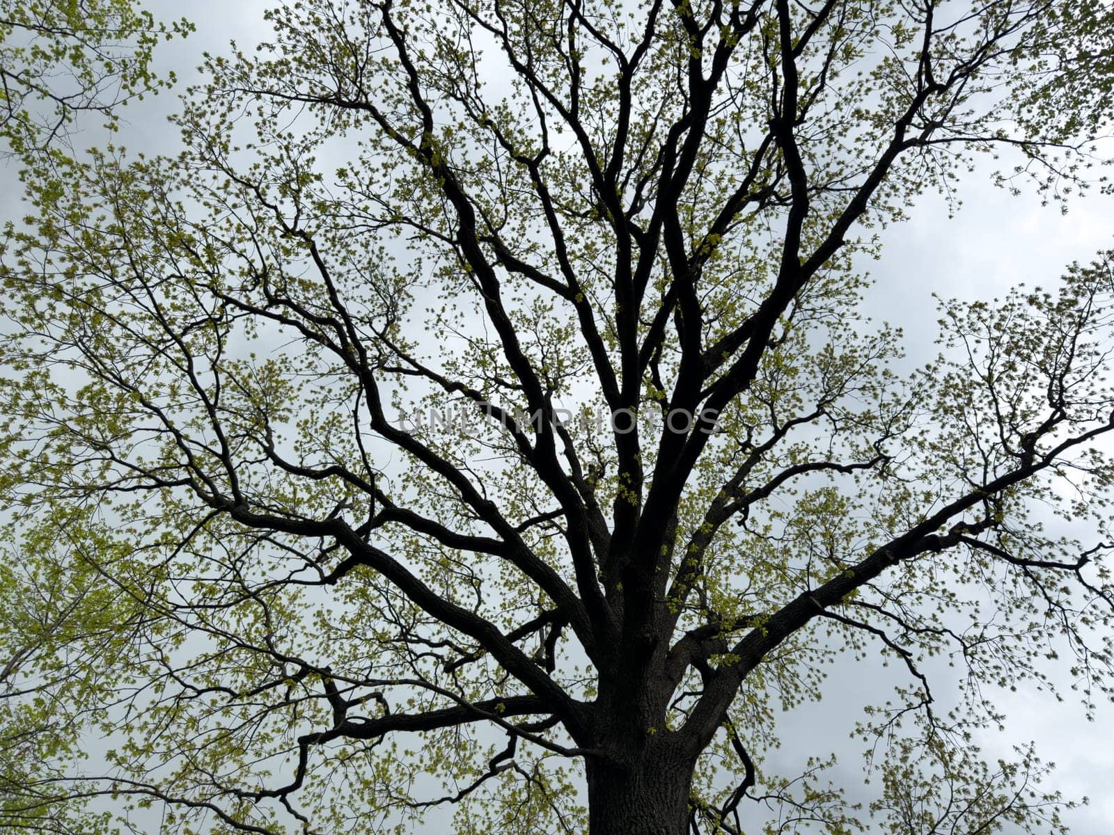 Majestic tree with spreading branches reaching into the sky, captured from a low angle to emphasize natural symmetry, organic form and detailed structure against a cloudy backdrop