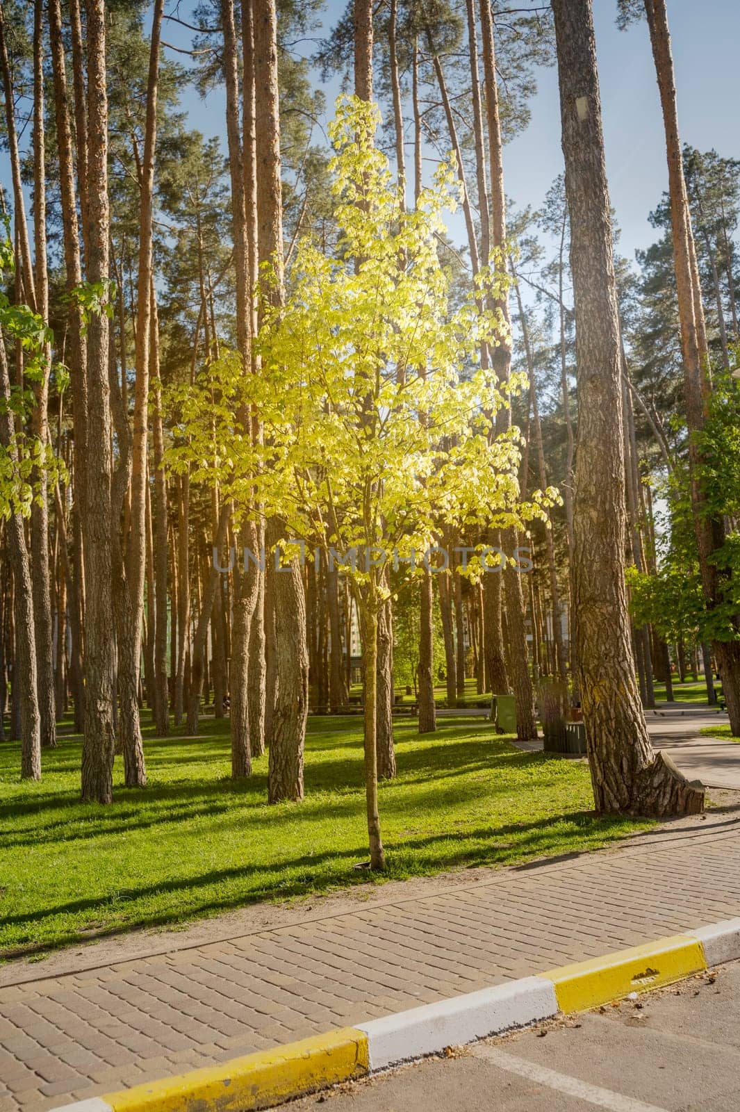 young maple, in the rays of the sun, in the city park, in spring. trees in the city park, creating an eco-environment