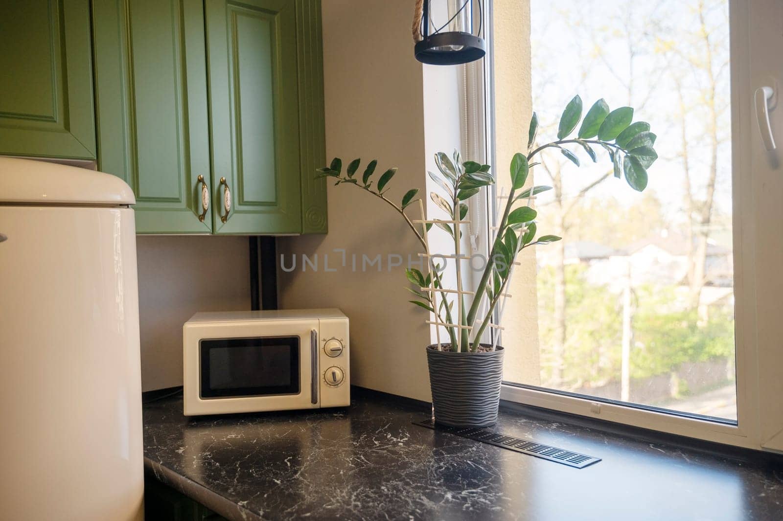 Kitchen detail with countertop, microwave, flower and window. Green kitchen cabinet, zamioculcas.