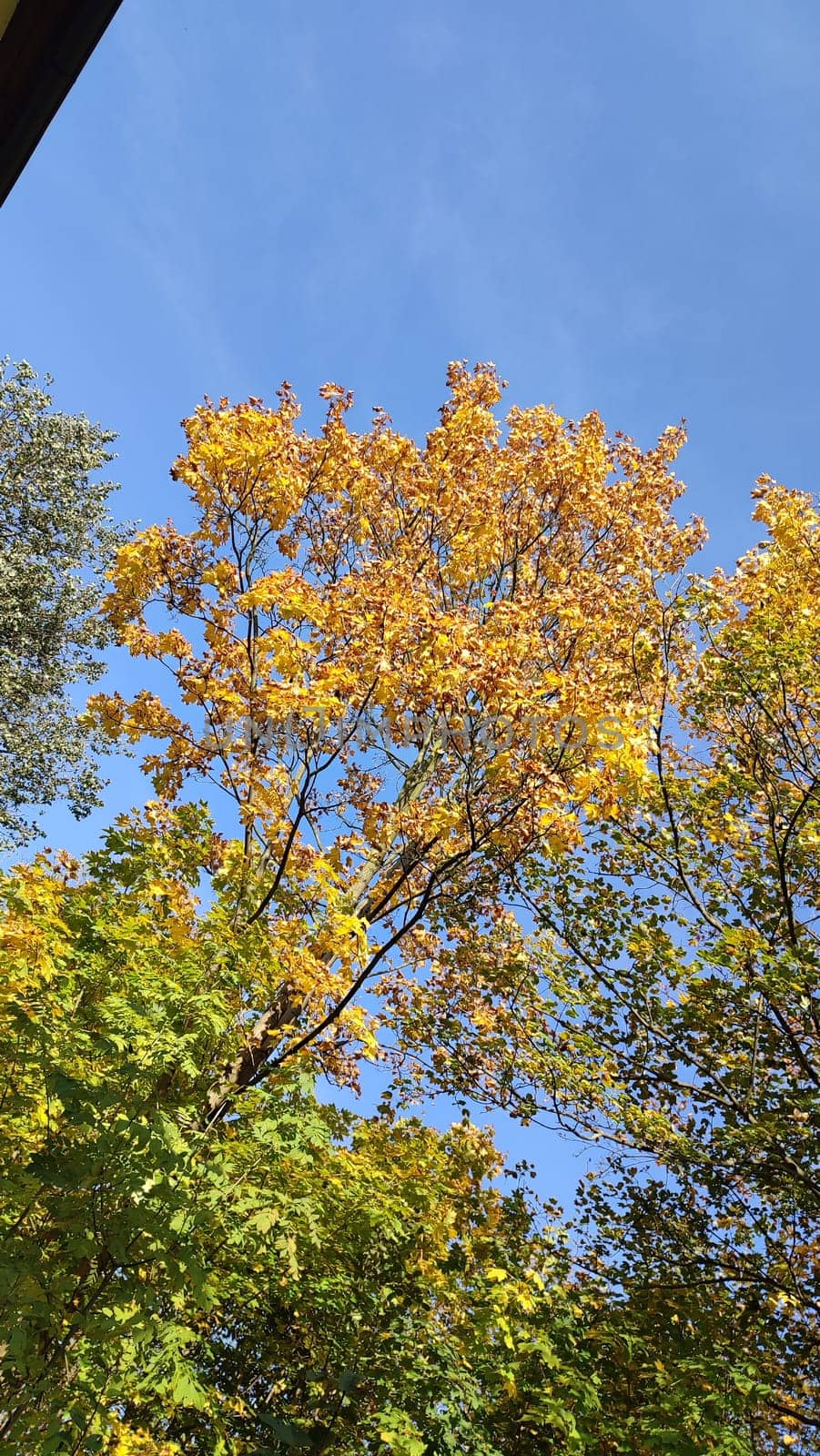 Yellow autumn foliage tree trees green nature park summer autumn background landscape blue sky opendoor street day park travel garden flora botanical gardens . High quality photo leaves