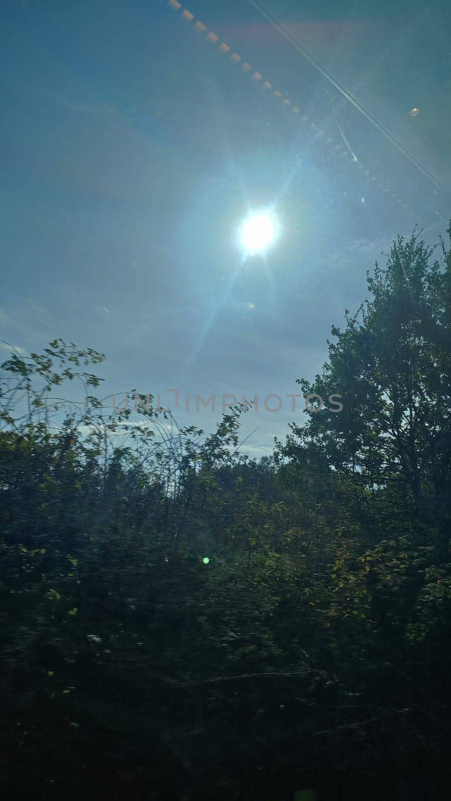 Sunny forest landscape night light cosmic plasma tree trees green nature summer autumn background landscape park sky blue white . High quality photo