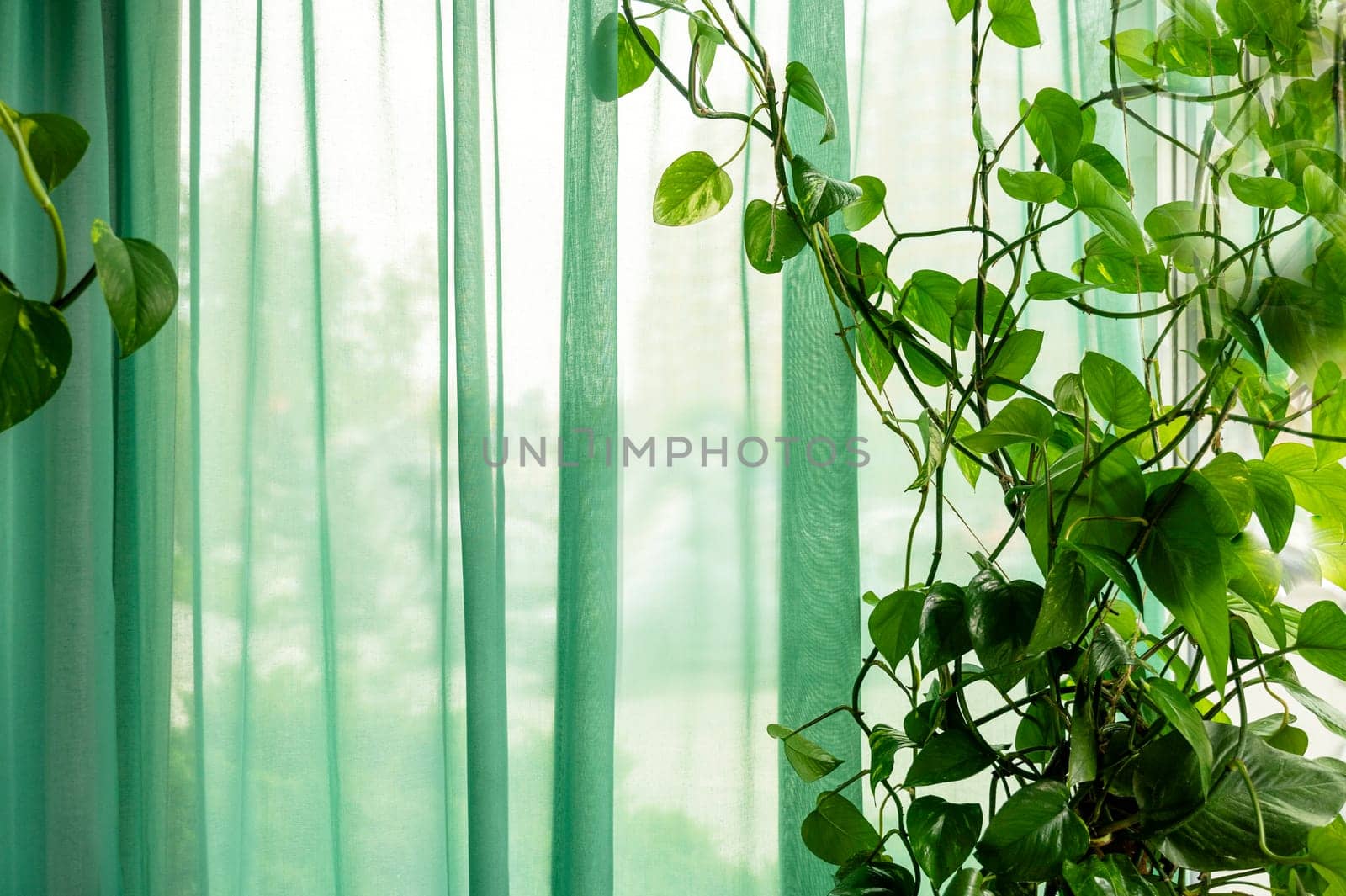 Soft green transparent curtains gently sway, filtering the sunlight and creating a refreshing atmosphere. A house plant, lianna, grows nearby.