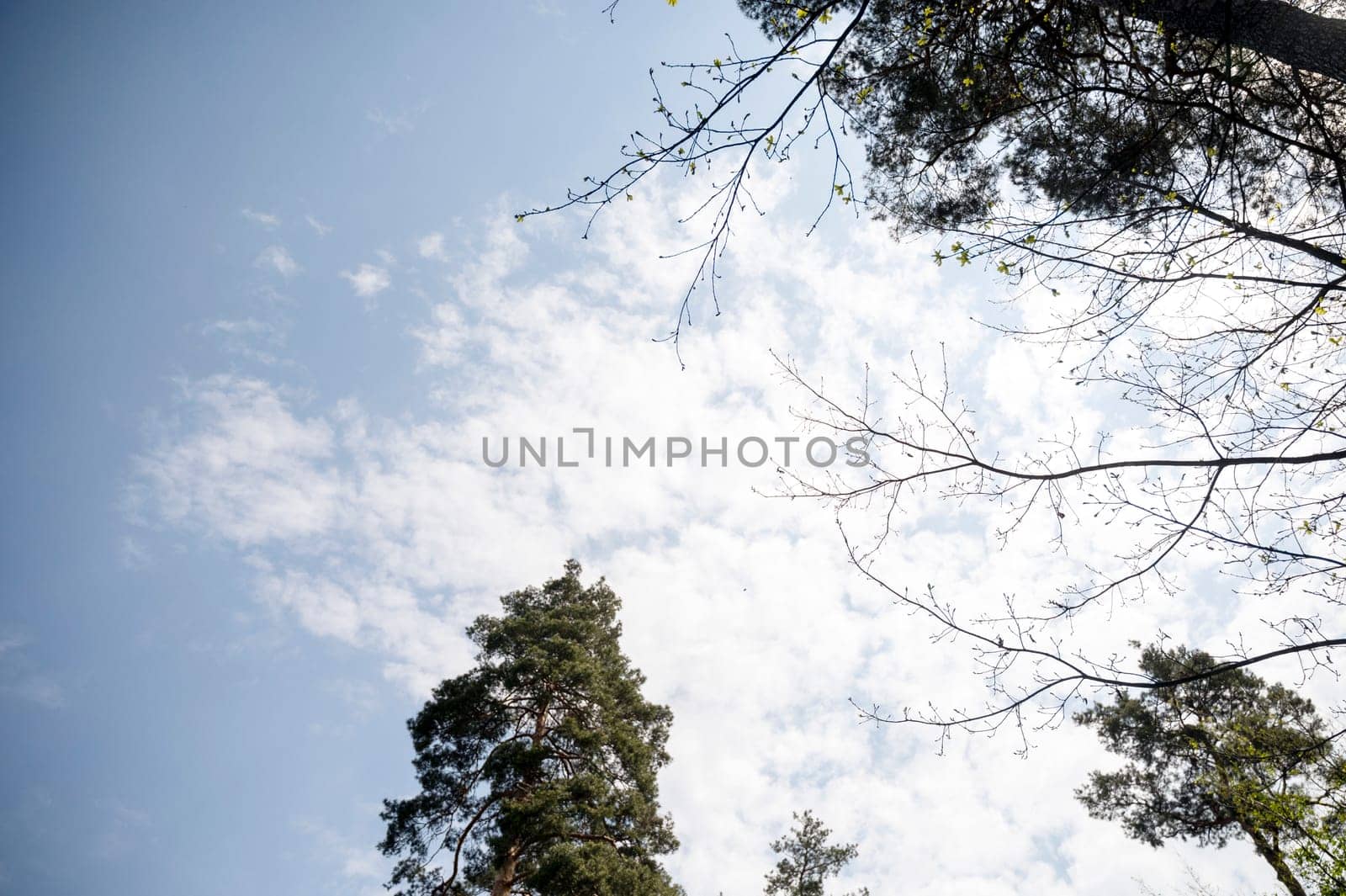 Diversity of tree crowns in a spring forest against a blue sky with thick clouds. View from below of trees, green crowns of pines.