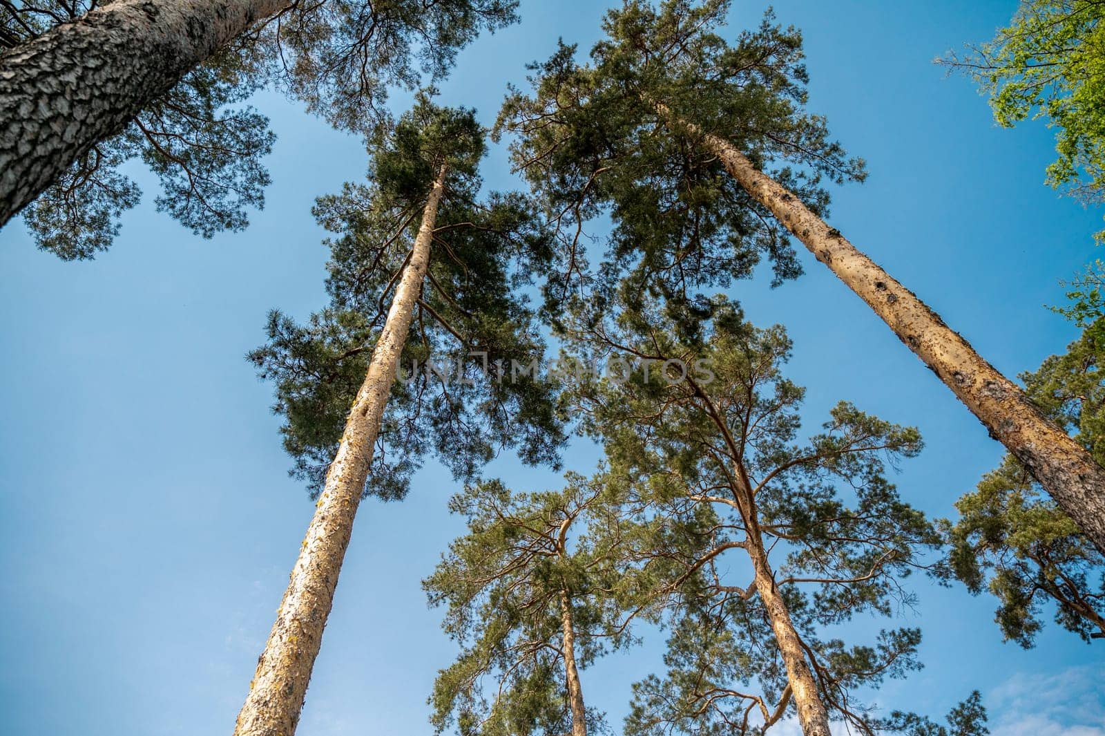 Pine trees view from below wide angle. Pine trees against clear blue sky. High quality photo