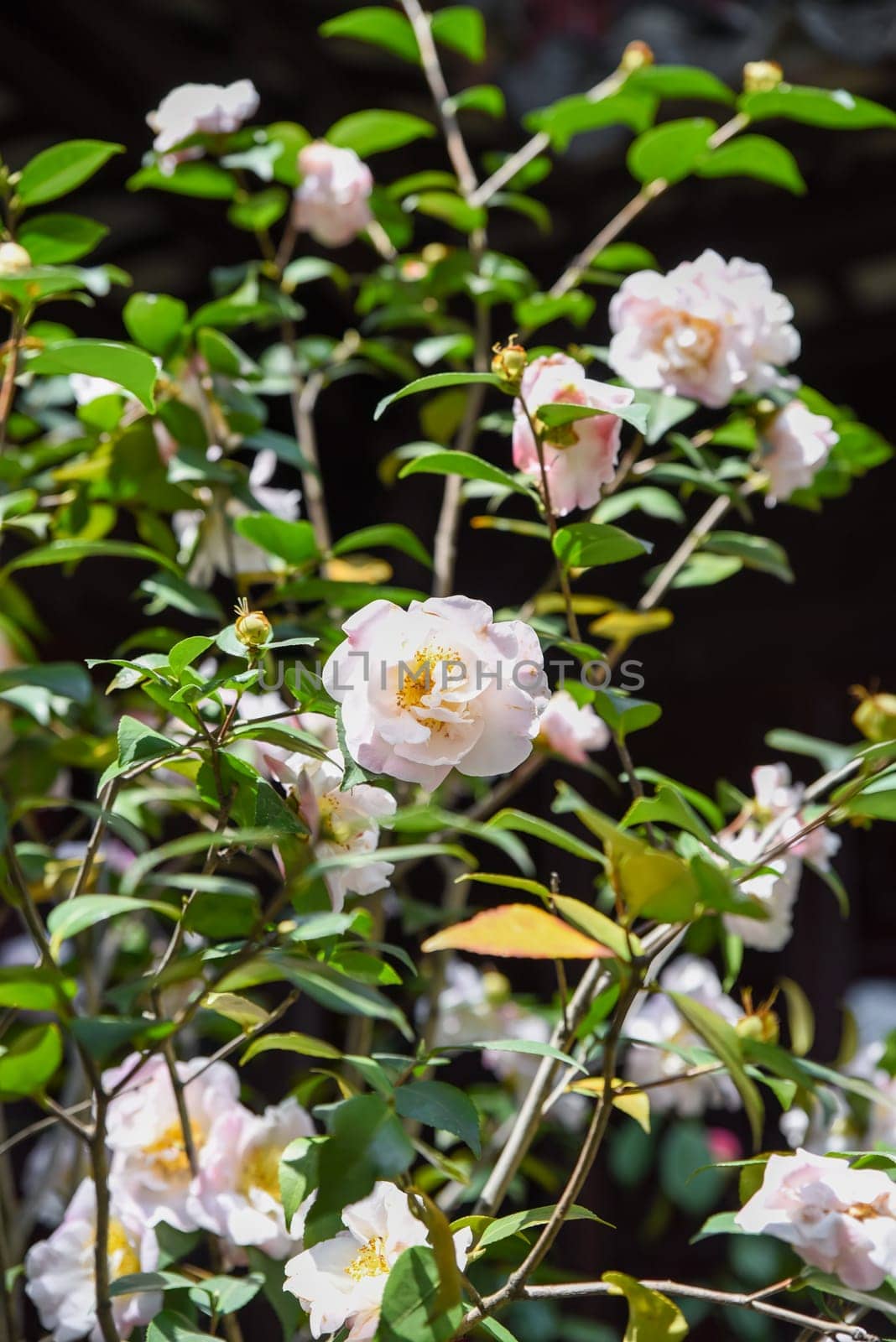 Flowering Camellia japonica bush in Shanghai urban garden. Multiple red and pink flowers covering the evergreen shrub during winter blooming season