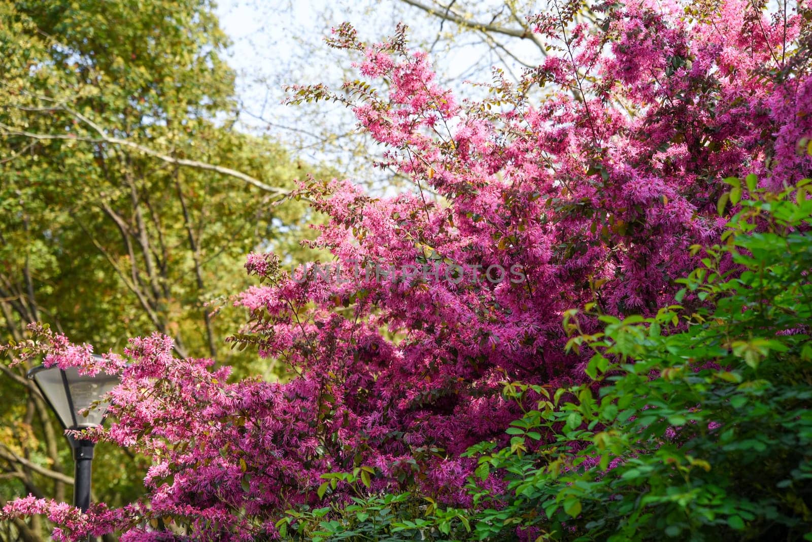 Loropetalum chinense shrub with deep purple leaves and unique strap-shaped flowers, a member of the witch-hazel family Hamamelidaceae