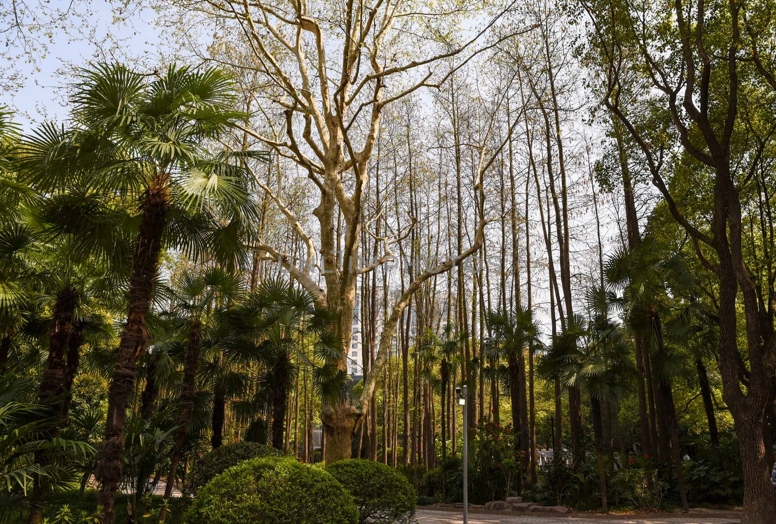 Tranquil forest area in Shanghai's People's Park with dense trees, palms, and walking paths. A peaceful blend of city and nature in spring.