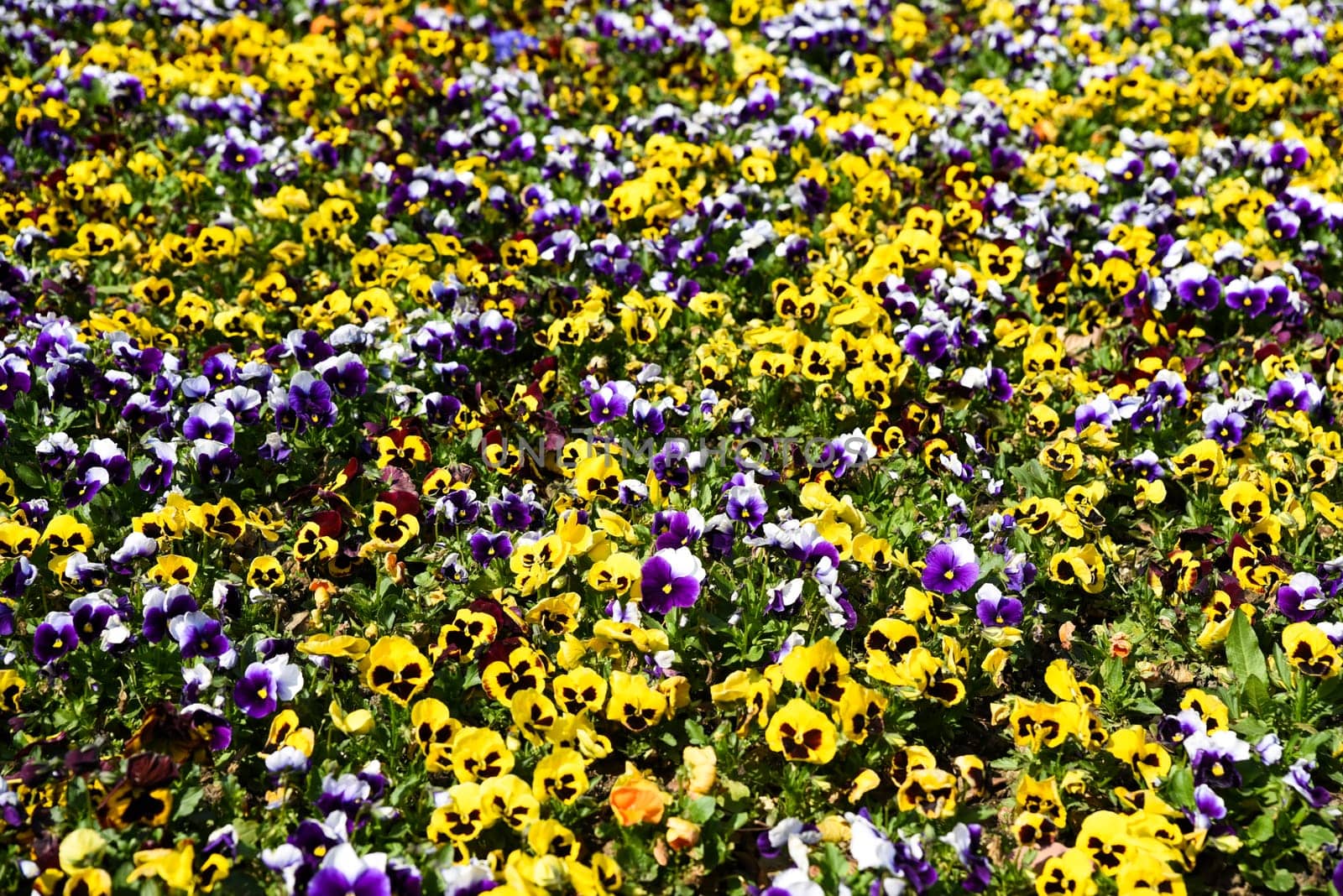 A vibrant mix of yellow and purple-white Viola tricolor (garden pansies) forms a dense floral carpet in a Shanghai flowerbed — ideal for seed packaging and gardening product designs
