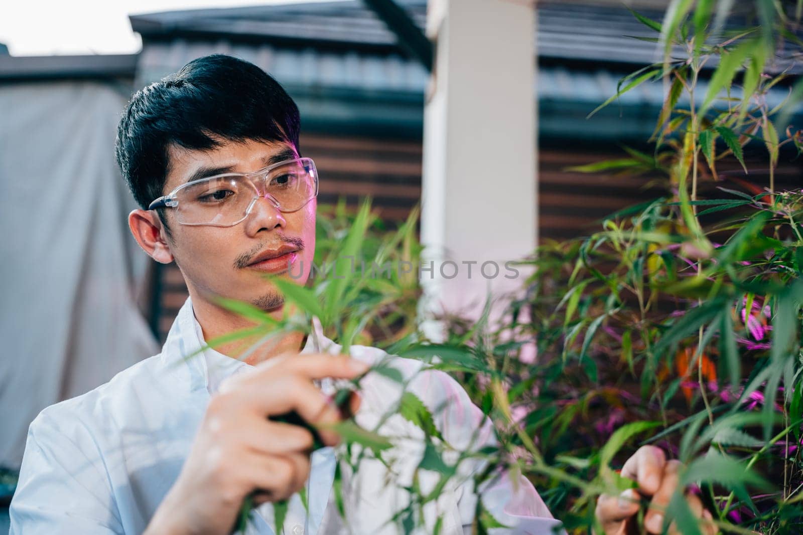 Asian man in lab coat is holding leaf of a cannabis sativa plant, doctor marijuana researcher wearing safety goggles and he is examining the plant, working in a hemp field