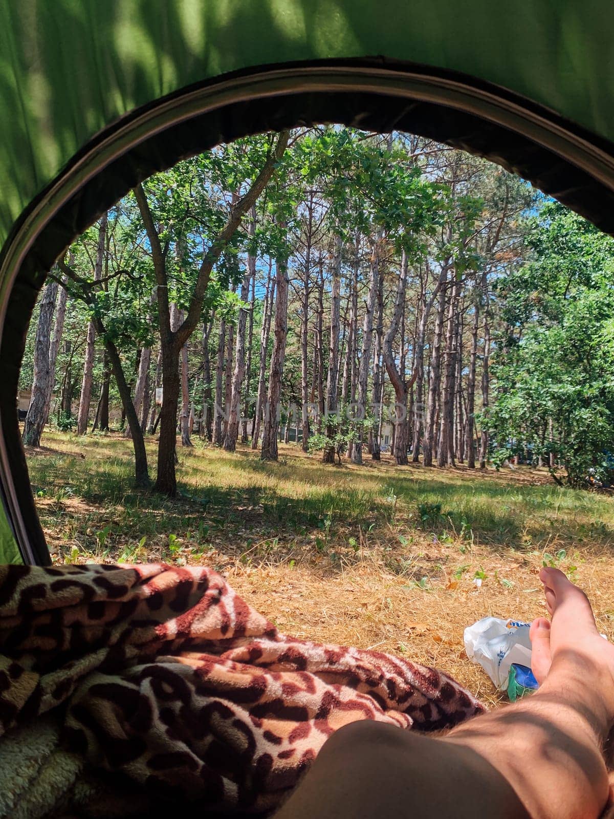Forest view from a camping tent nice